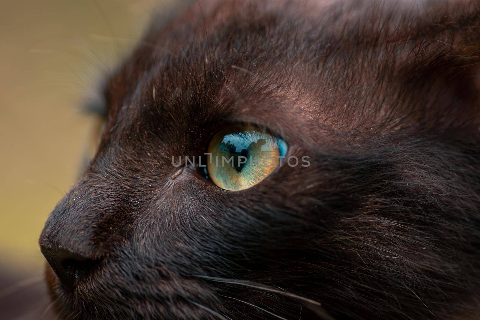 Cats eye macro close up, gorgeous young kitty posing for a photo. by nilanka