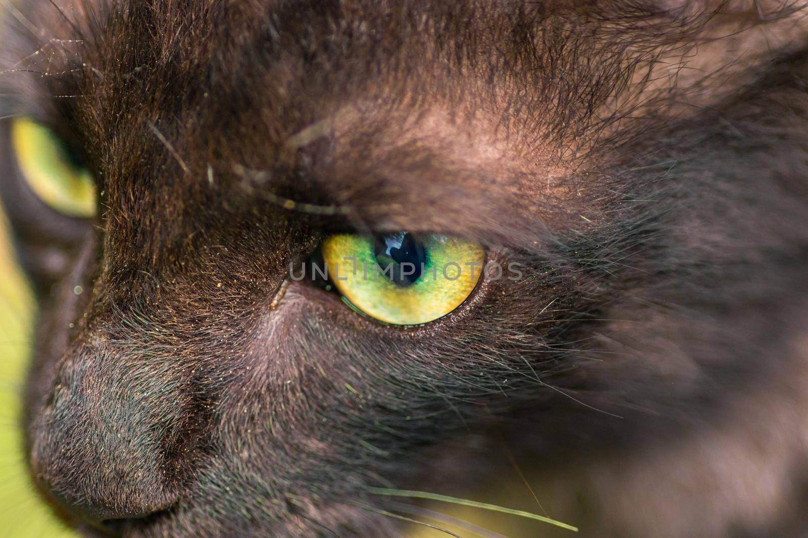 a sharp focus locked on to prey, close up macro photograph of young baby cat's green eyes, from above.