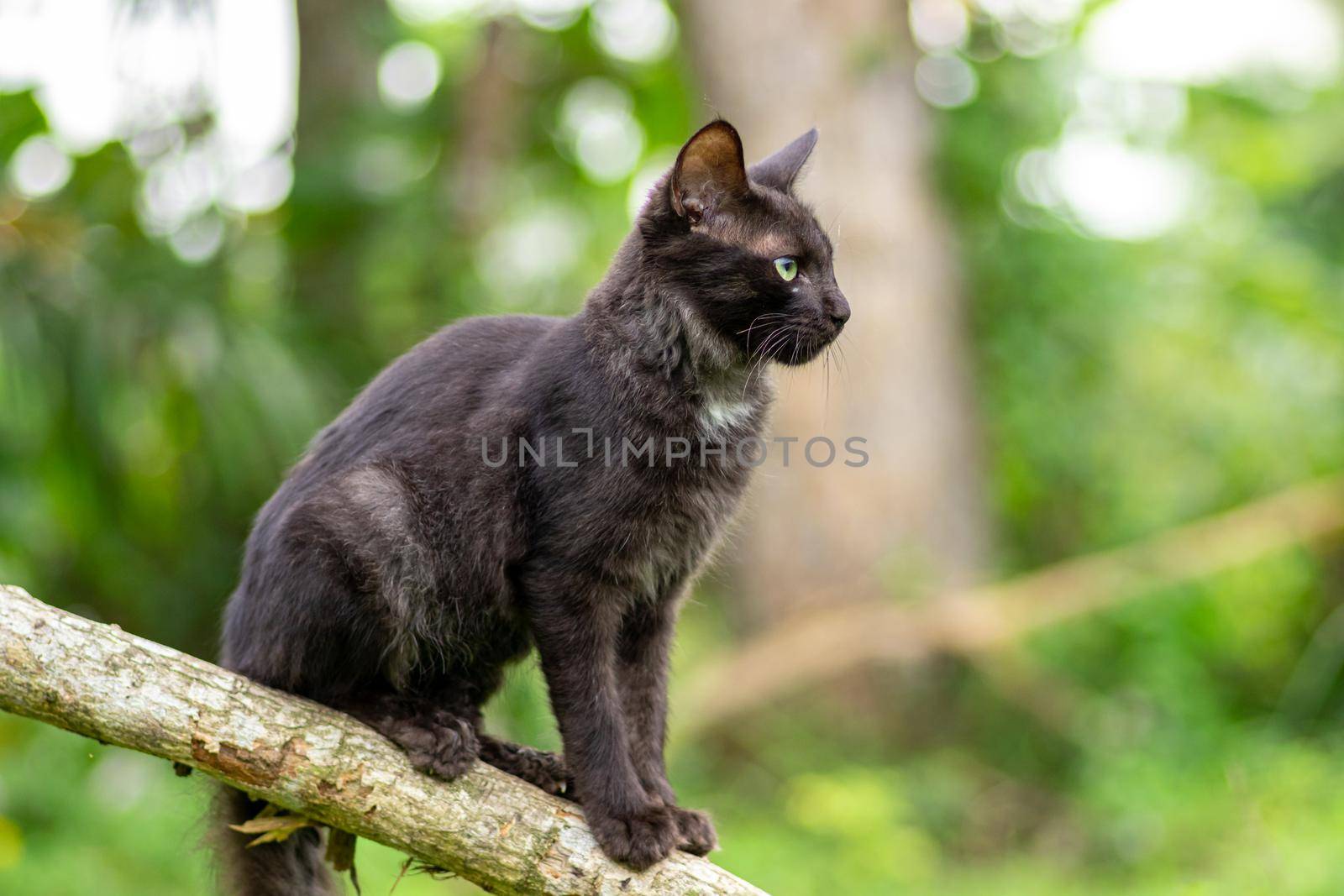 The dark furry Young cat crouched on a branch, admiring the nature view, soft out of focus green background. by nilanka