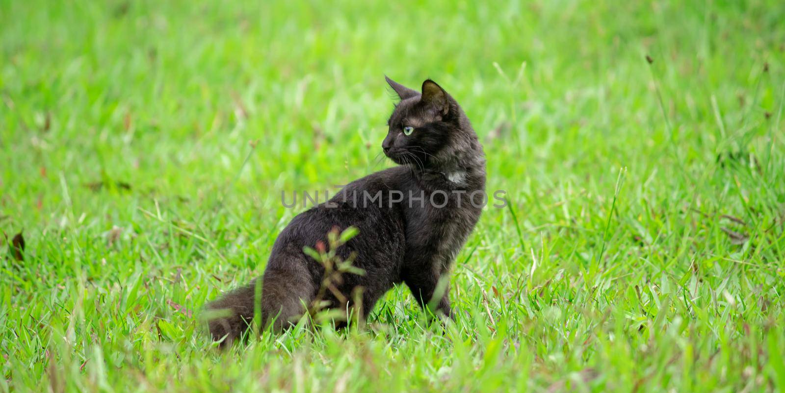 the dark-skinned cat turns around standing in the green grass field watching behind