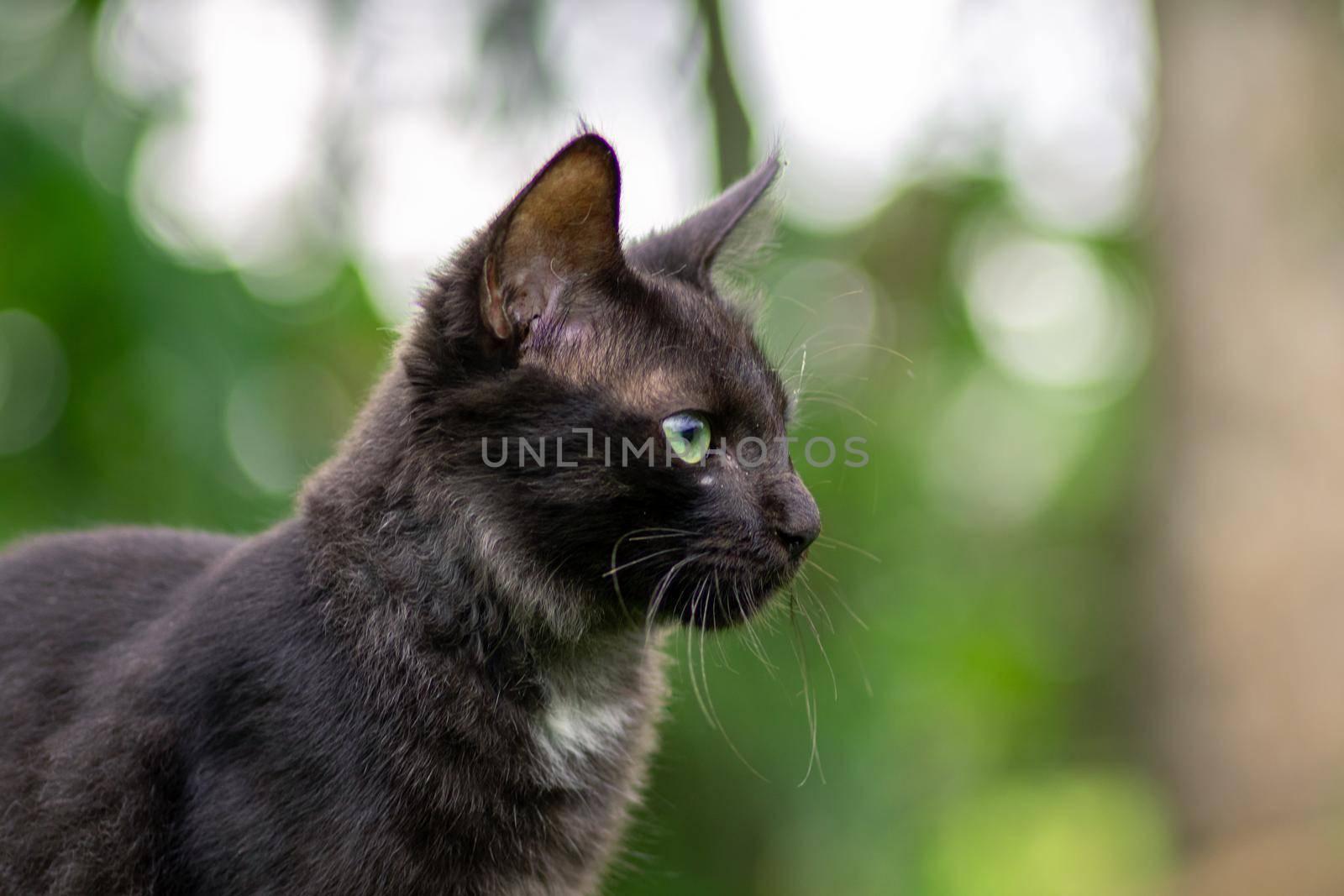 The dark furry Young cat stares forward intensely, soft out of focus green background. by nilanka