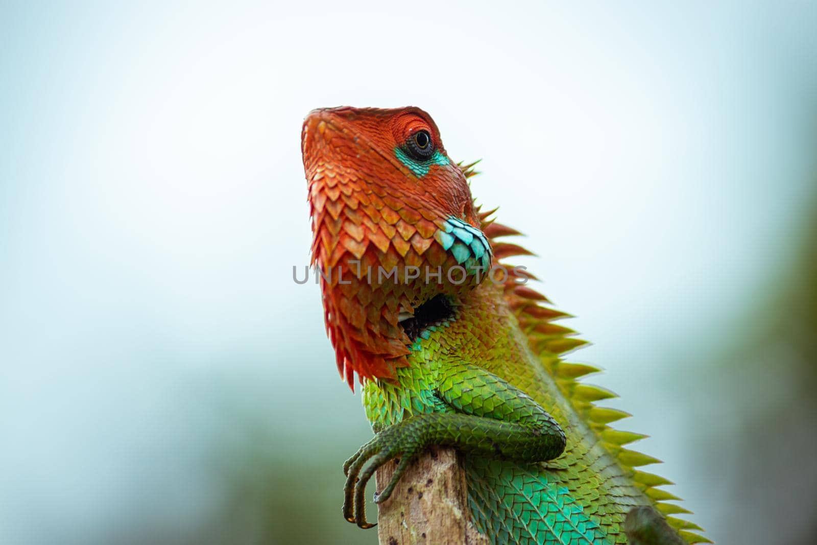 Common green forest lizard on a wooden pole posing so proud, orange color head and green saturated changeable color skin close up, blurred soft bokeh background in Sinharaja rain forest. by nilanka