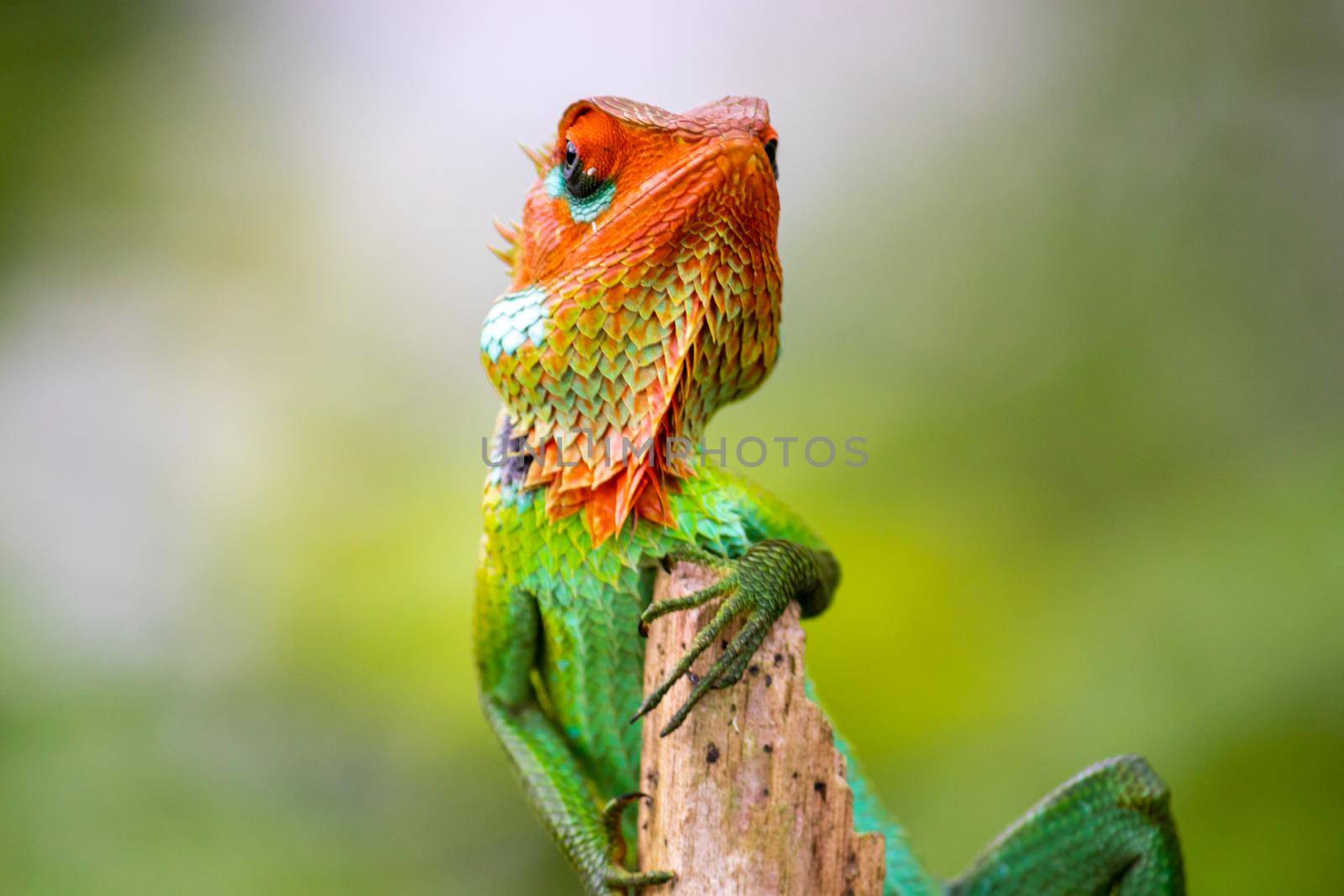 Green garden lizard showed up for a photoshoot, resting in a wooden pole, curious lizard looking at camera wondering head high, arrogant and stubborn attitude, colorful changeable bright skin frontal.