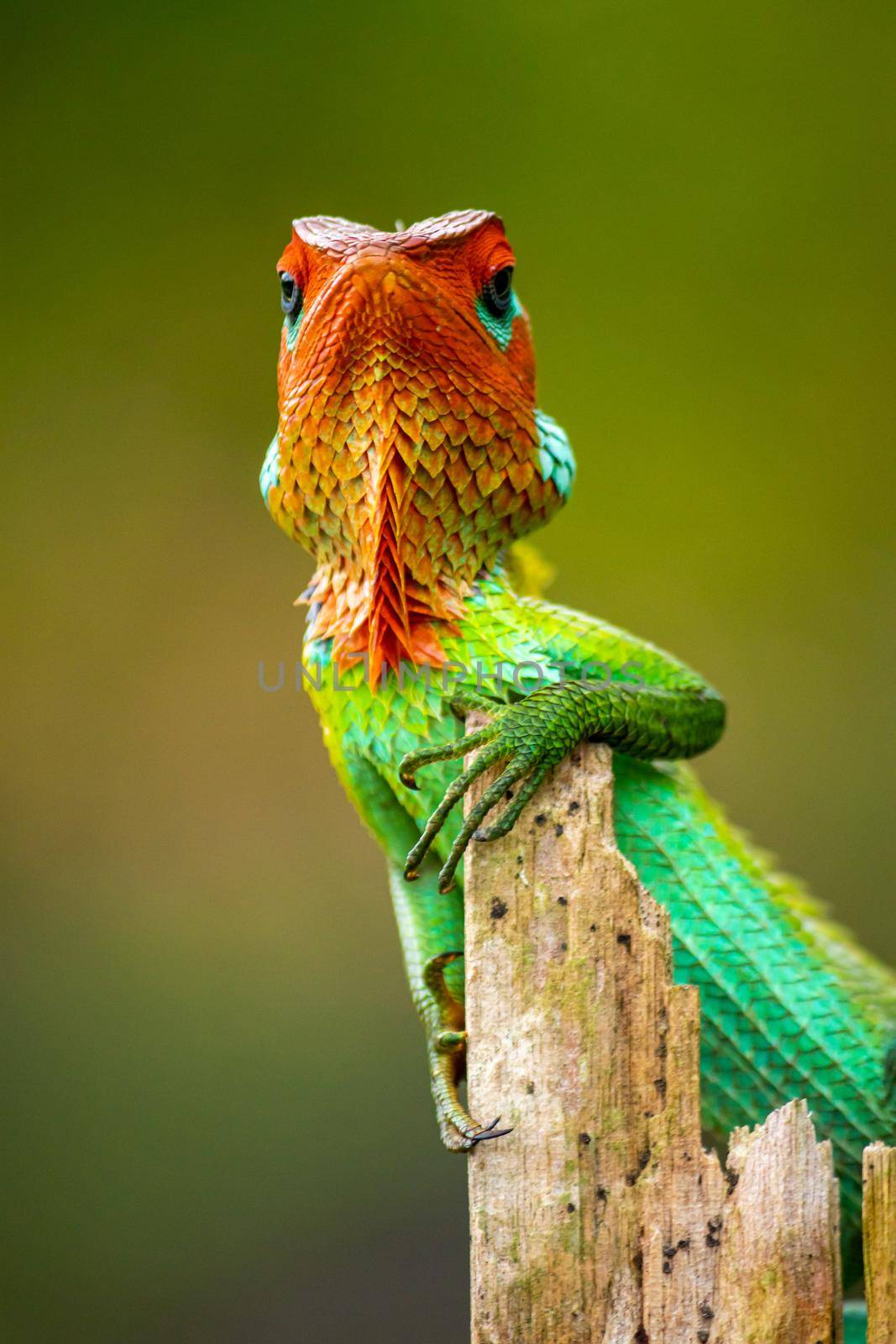 Green garden lizard showed up for a photoshoot, resting in a wooden pole, curious lizard looking at camera wondering head high, arrogant and stubborn attitude, colorful changeable bright gradient skin by nilanka