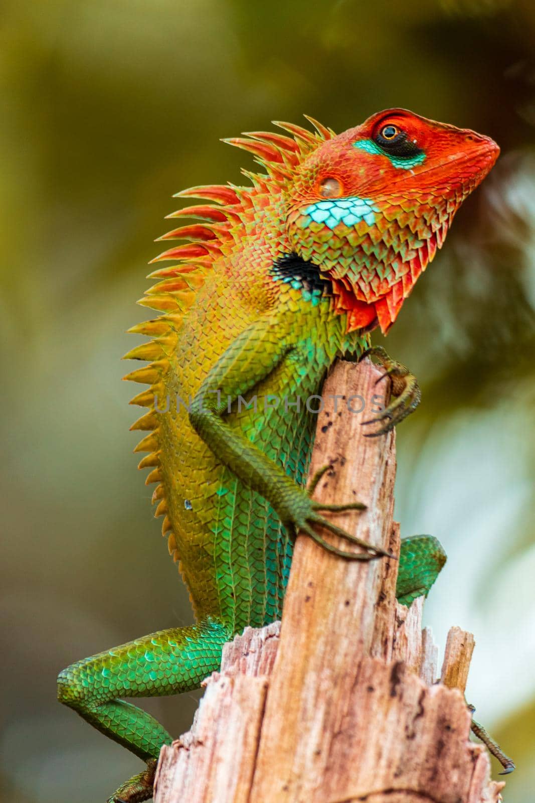 Common green forest lizard on a wooden pole in Sinharaja rain forest, chilling in sunny day, beautiful color gradient pattern on the skin, sharp spikes in the spine, by nilanka