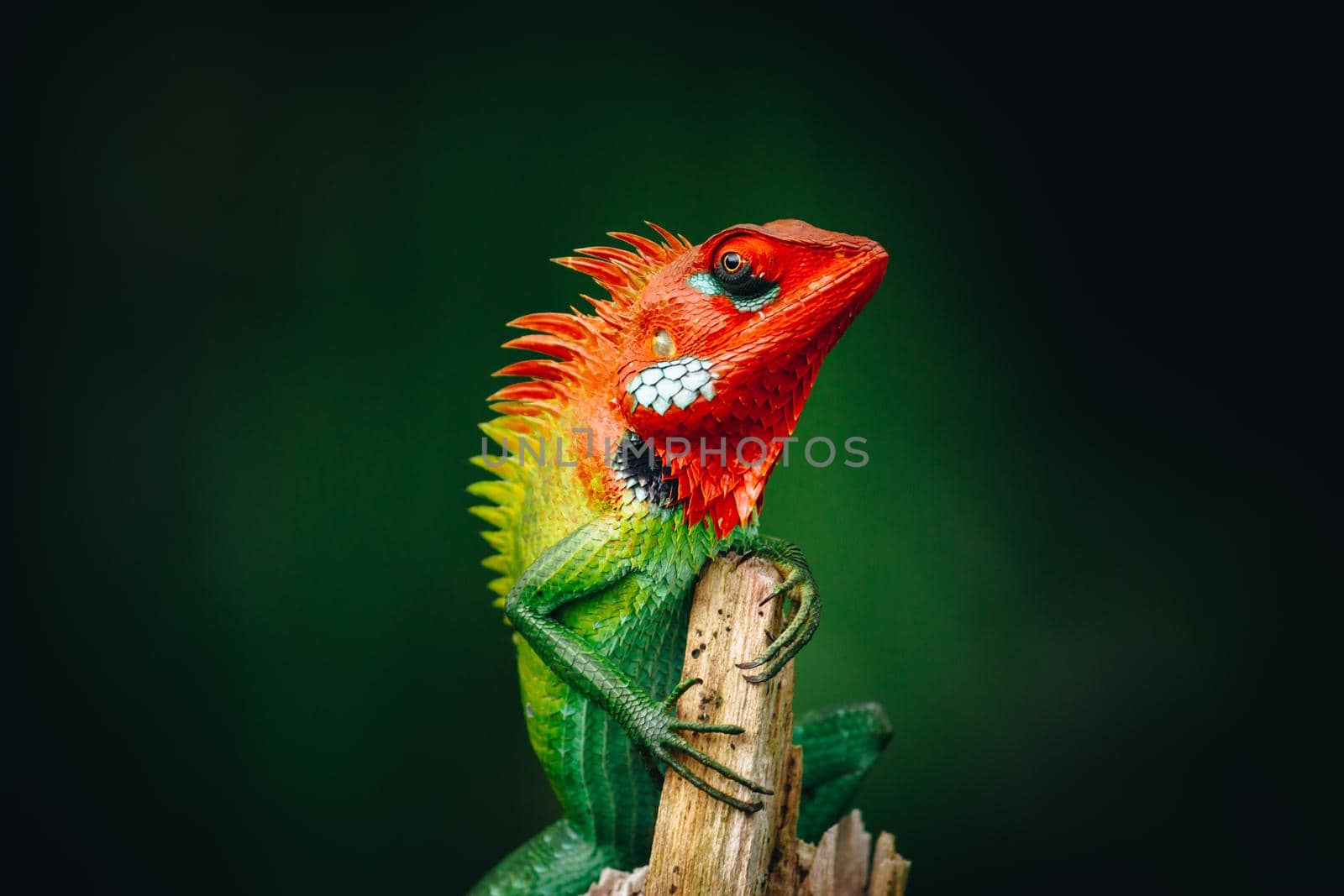 Common Green forest lizard chilling in the wooden pole, it has gradient of saturated vivid colorful skin and orange head, look so proud. by nilanka