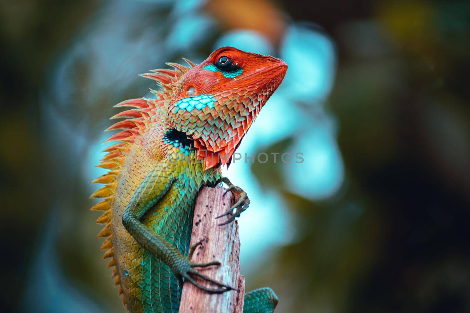 Green garden lizard showed up for a photoshoot, resting in a wooden pole, curious lizard looking at camera wondering head high, arrogant and stubborn attitude, colorful changeable bright gradient skin