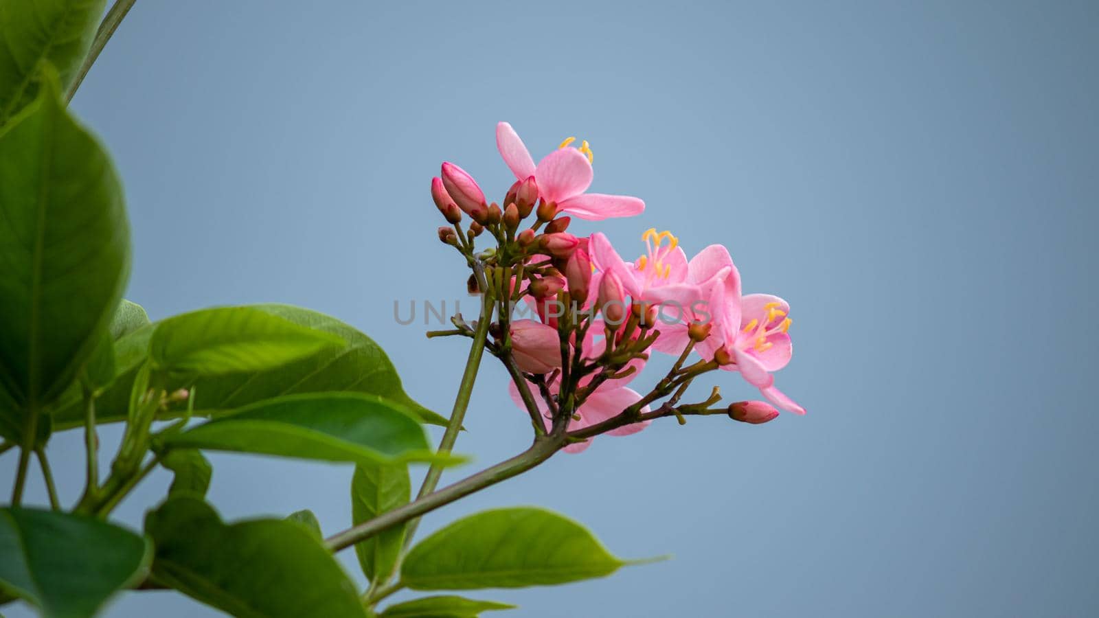 beautiful pink Wild flowers against grey sky, photographed from under the tree. by nilanka