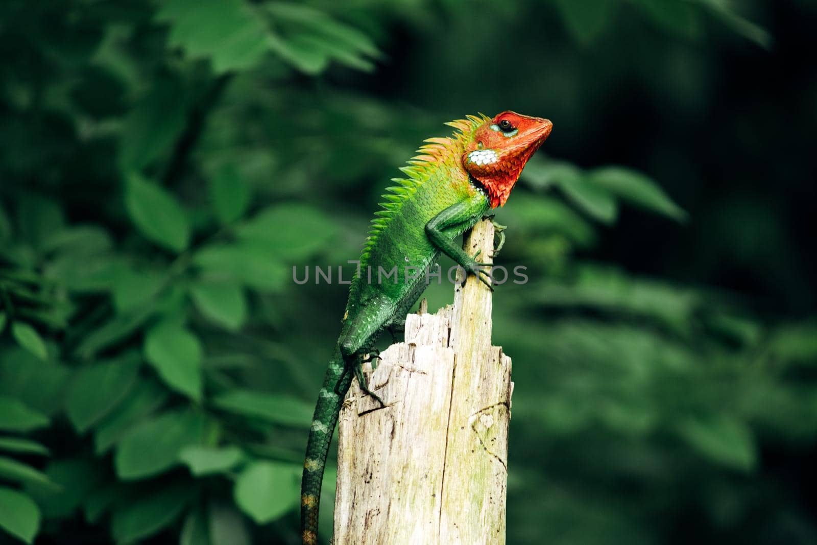 Common green forest lizard on a wooden pole in Sinharaja rain forest, in bright daylight, beautiful color gradient pattern on the skin, spikes are up from the head to tail on the back.