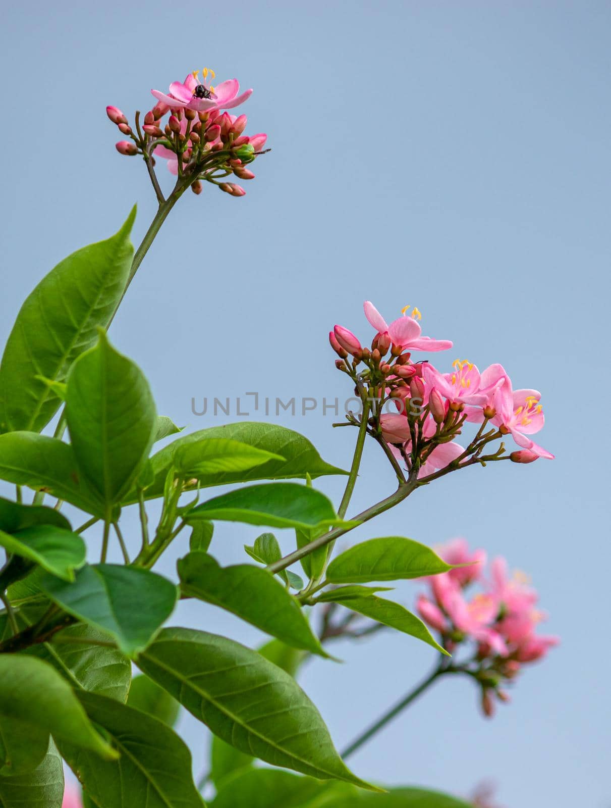 beautiful pink Wildflowers against the bloomy grey sky, photographed from under the tree. by nilanka