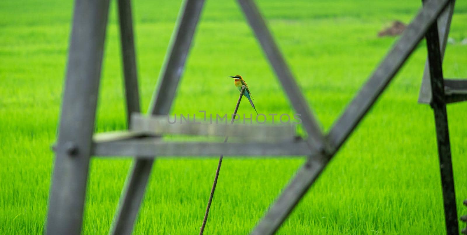 Blue Tailed Bee Eater perched in a stick photograph through the electric tower in a rice paddy field morning.