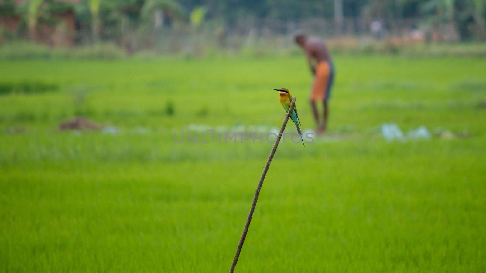 Blue-tailed bee-eater perched in a stick, an old man working in a paddy field background greenery landscape. by nilanka