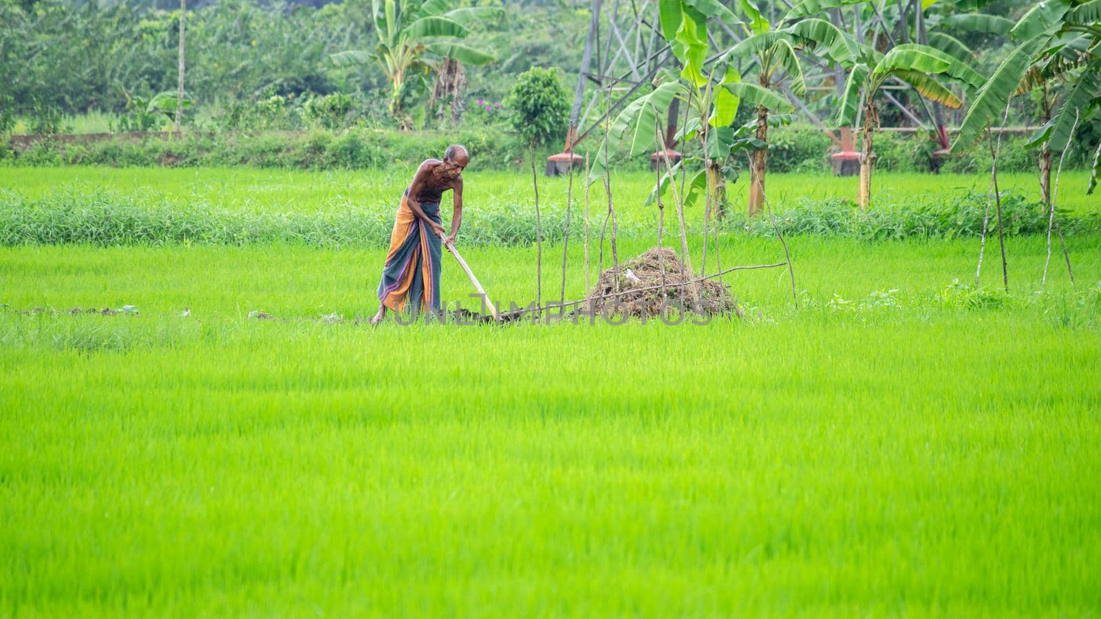 an old man working in a rice paddy field early in the morning, greenery landscape photograph. by nilanka