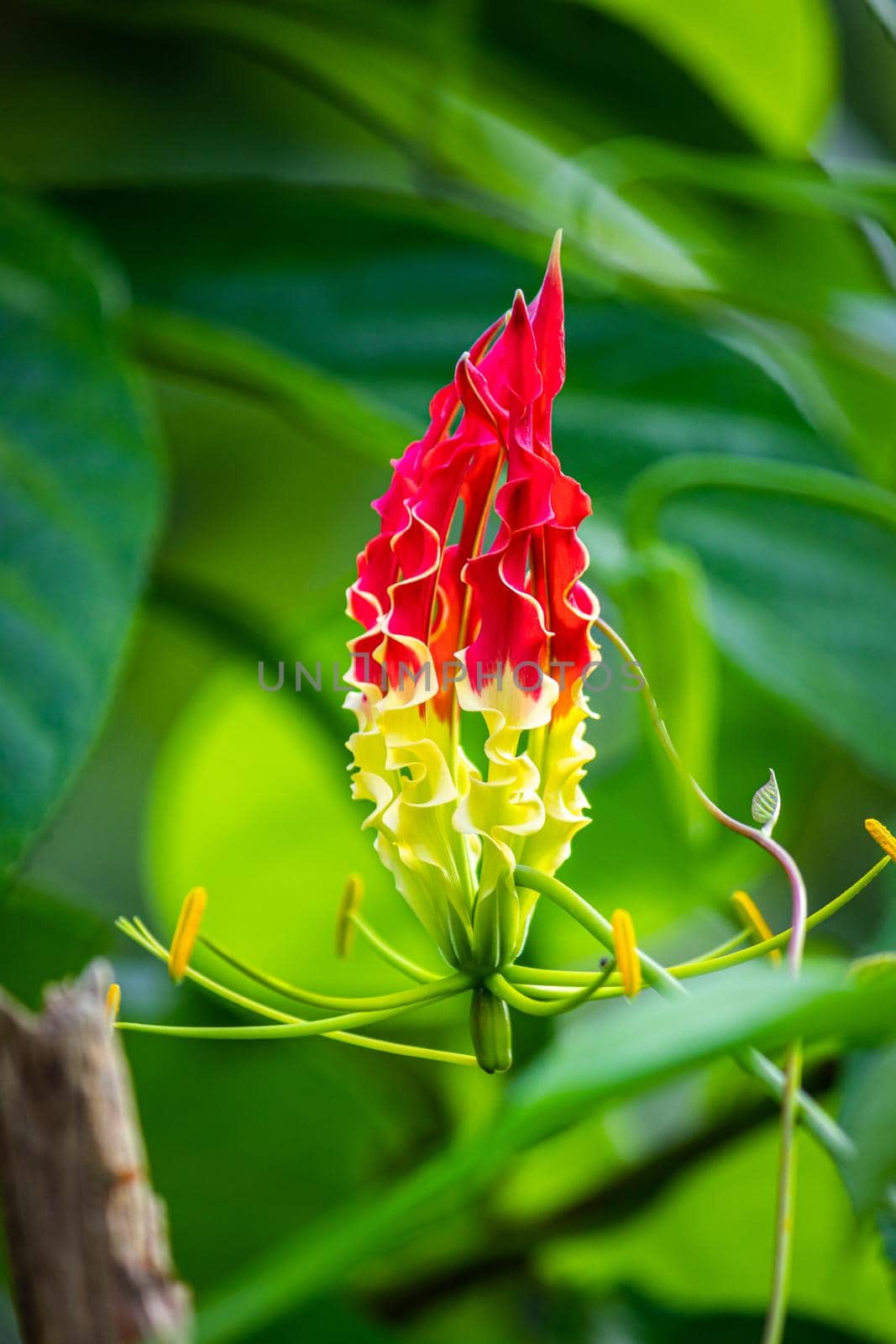 Tiger claw lily flower is a beautiful and unique flower in nature close up, lush green background, the red and yellow color combination of the flower pops out attention, by nilanka