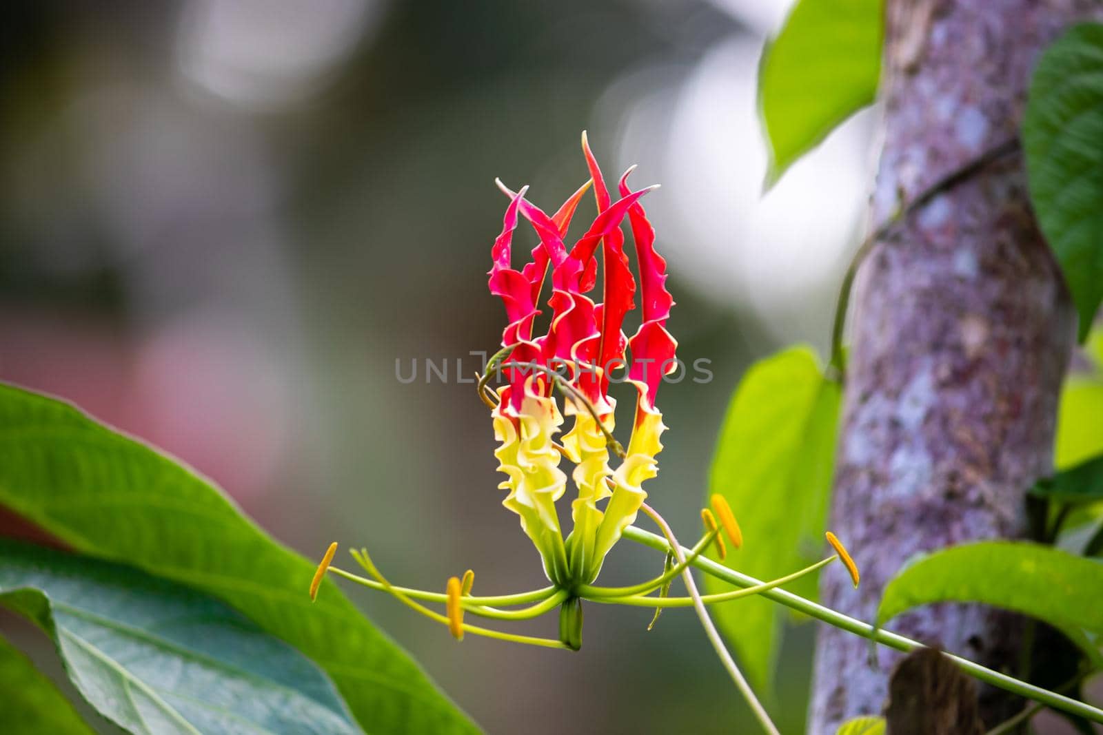 The flame lily flower is a beautiful and unique flower in nature, red and yellow color combination, by nilanka