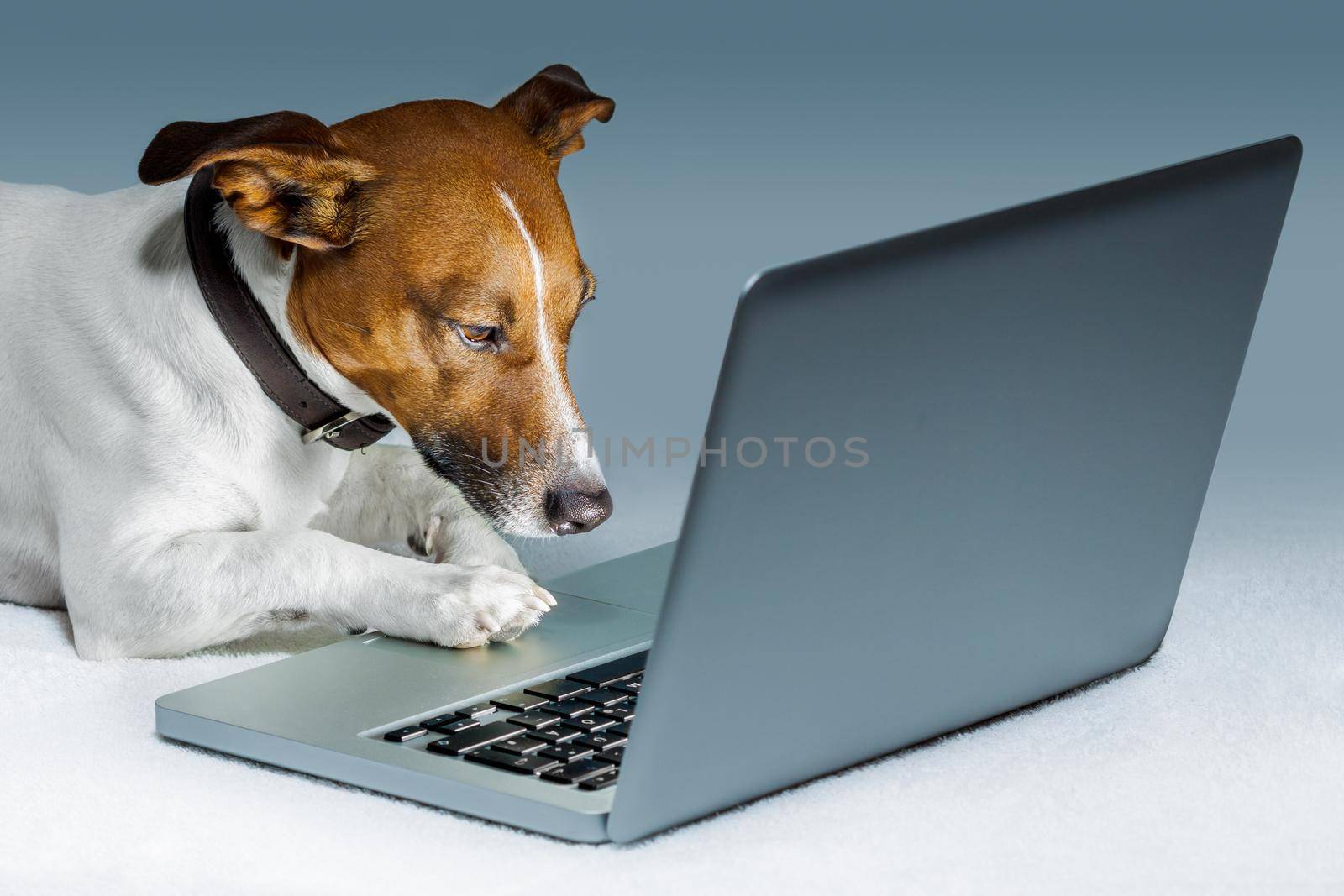 dog computer by Brosch