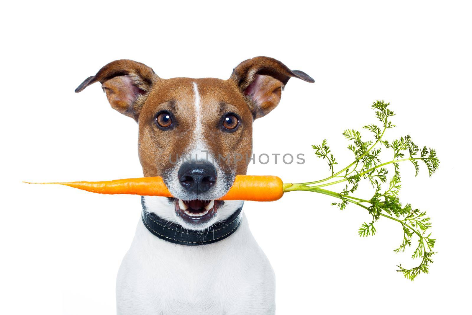 healthy dog with a carrot by Brosch