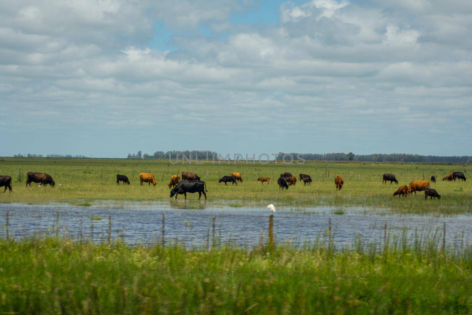 Cows eating in the Argentine pampas in summer.
