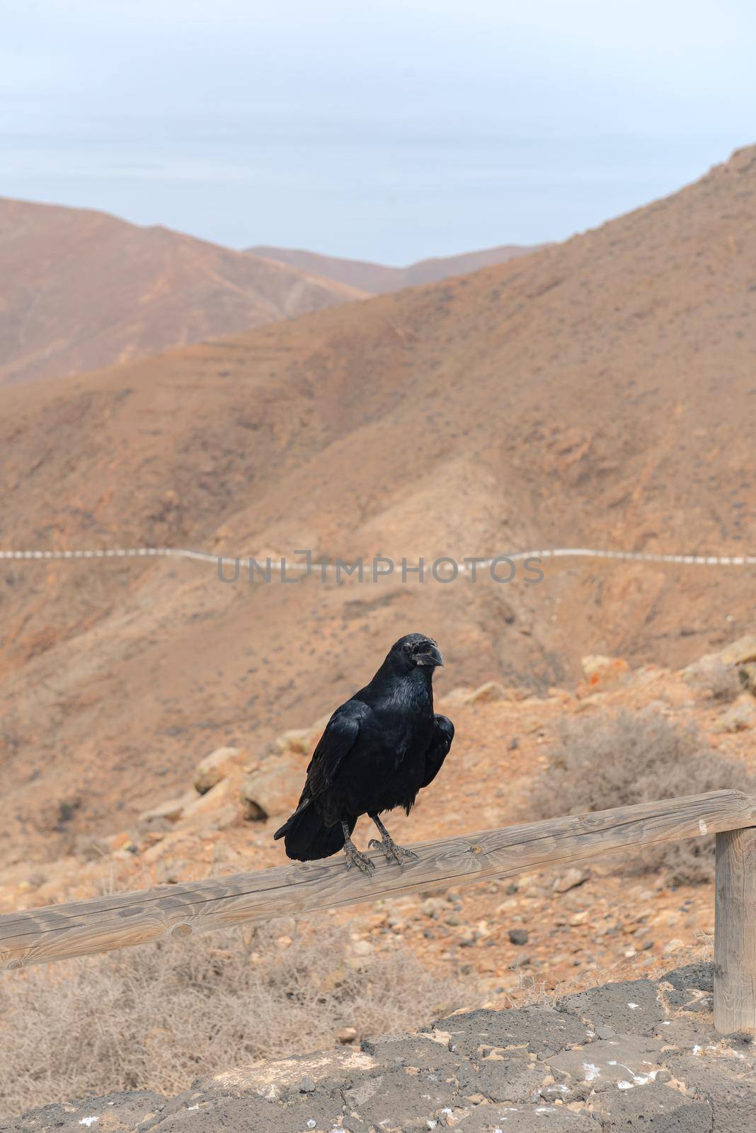 Crows on the Way from Bentacoria to Pajara on the island of Fuerteventura, Spain in summer 2020.