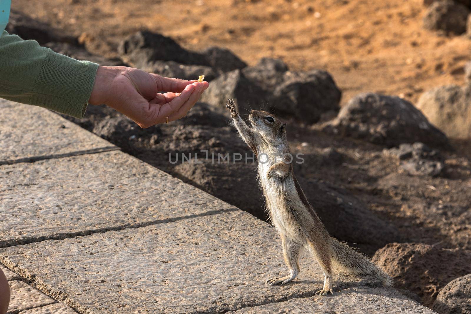 Cute little African ground squirrel on a background of stones in Fuerteventura, Spain.