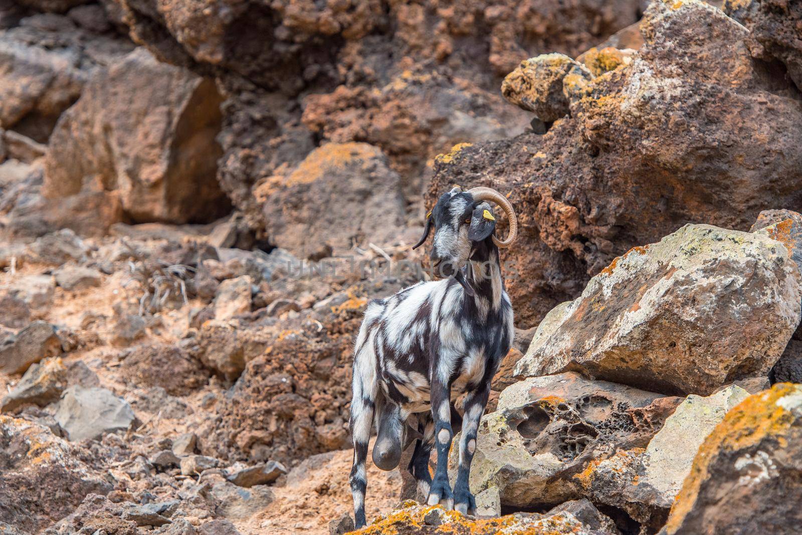 Typical Fuerteventura goats on the Fuerteventura Nature Trail GR 131 from Corralejo to Morro Jable in summer 2020.