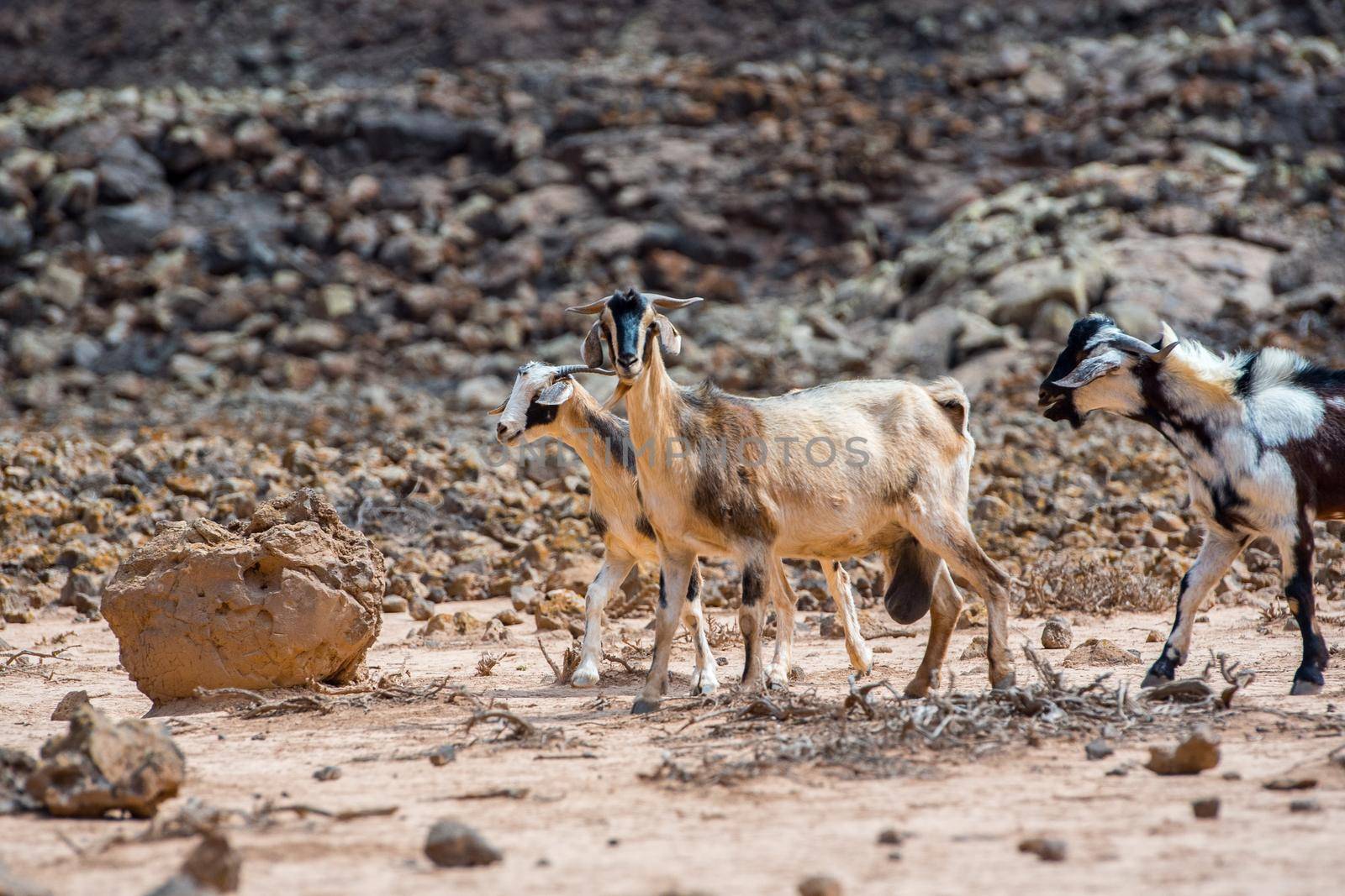 Typical Fuerteventura goats on the Fuerteventura Nature Trail GR 131 from Corralejo to Morro Jable in summer 2020.