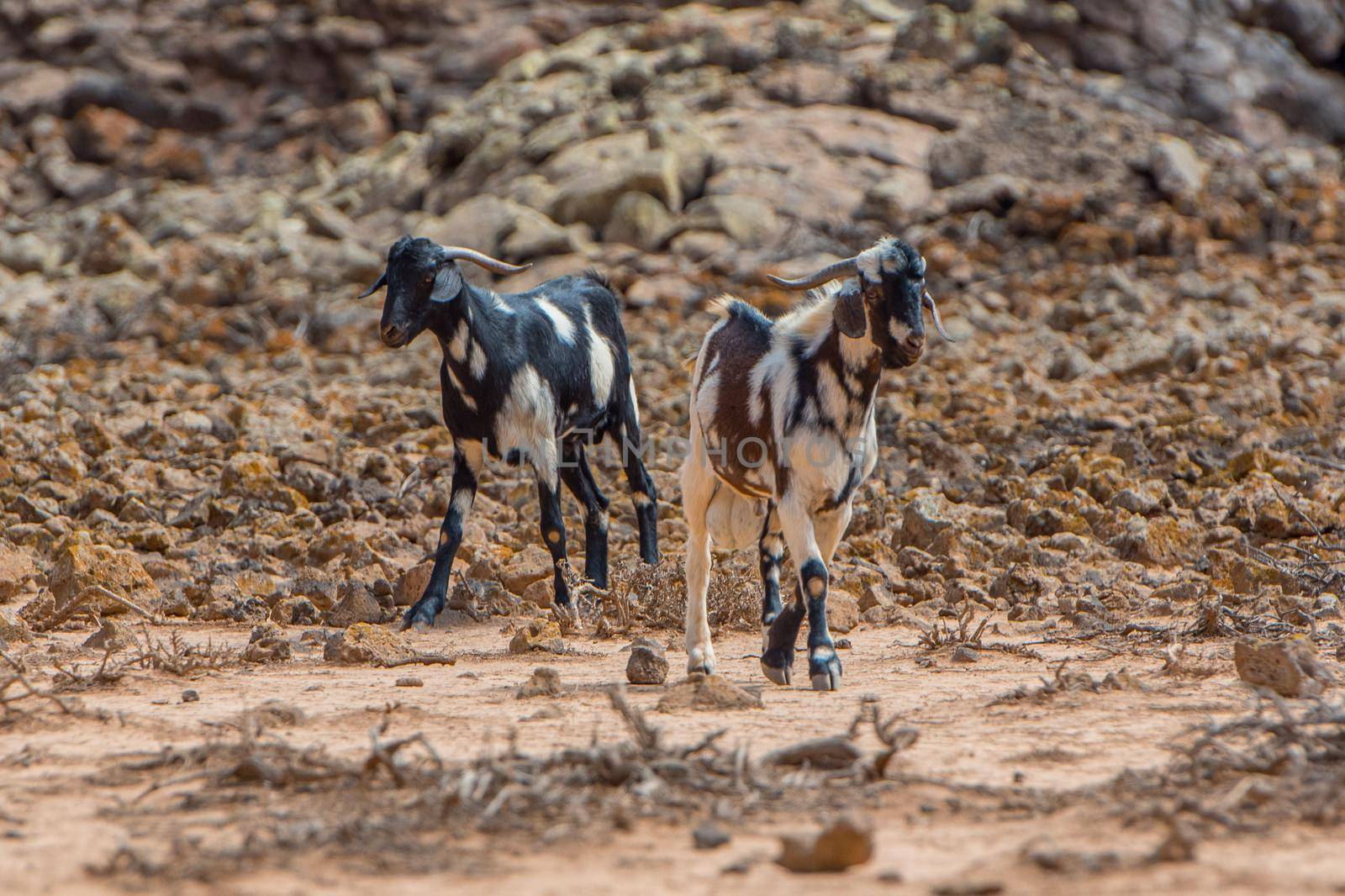Typical Fuerteventura goats on the Fuerteventura Nature Trail GR 131 from Corralejo to Morro Jable in summer 2020.