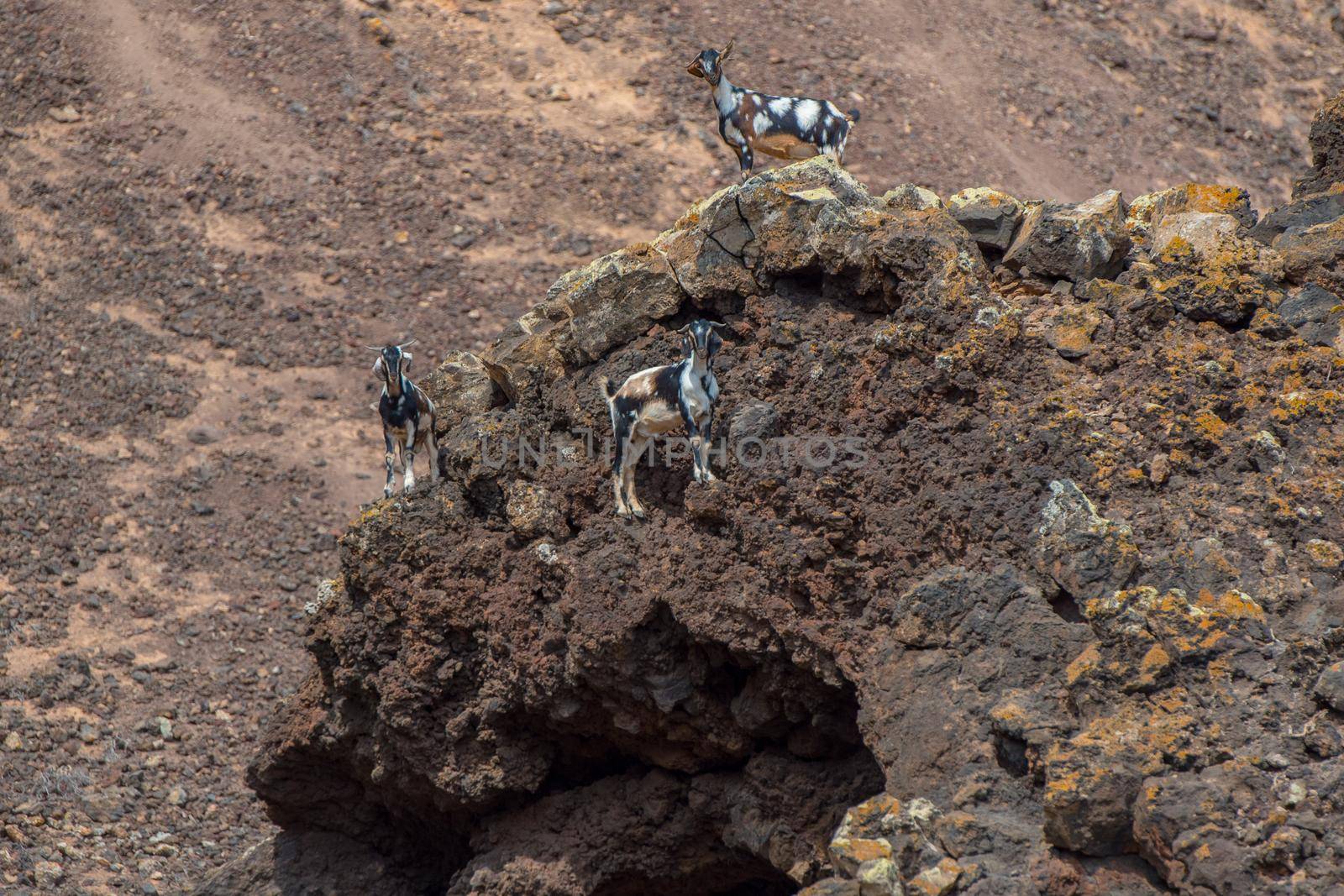 Typical Fuerteventura goats on the Fuerteventura Nature Trail GR 131 from Corralejo to Morro Jable in summer 2020.