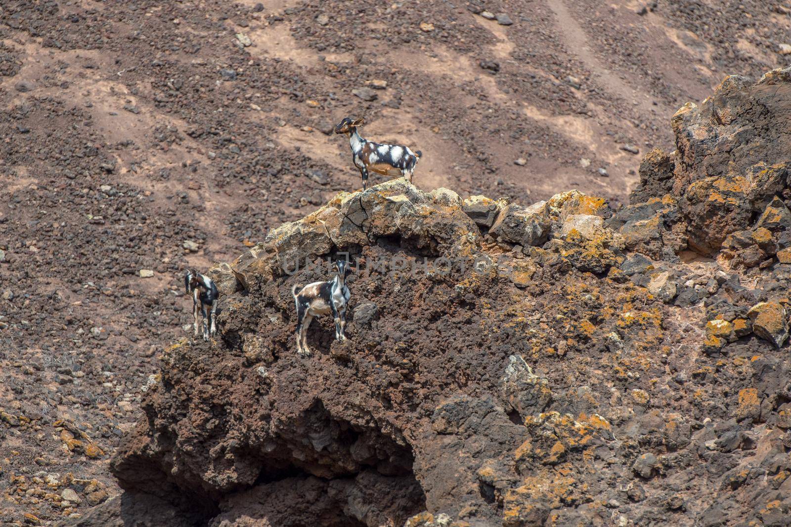 Typical Fuerteventura goats on the Fuerteventura Nature Trail GR 131 from Corralejo to Morro Jable in summer 2020.
