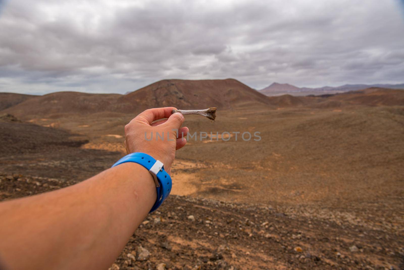 Young man with a goat bone on the Fuerteventura GR 131 Nature Trail from Corralejo to Morro Jable in summer 2020.