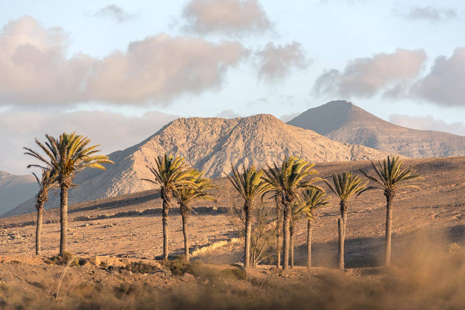 Palms in the Los Molinos beach in Fuerteventura, Canary Islands in summer 2020.