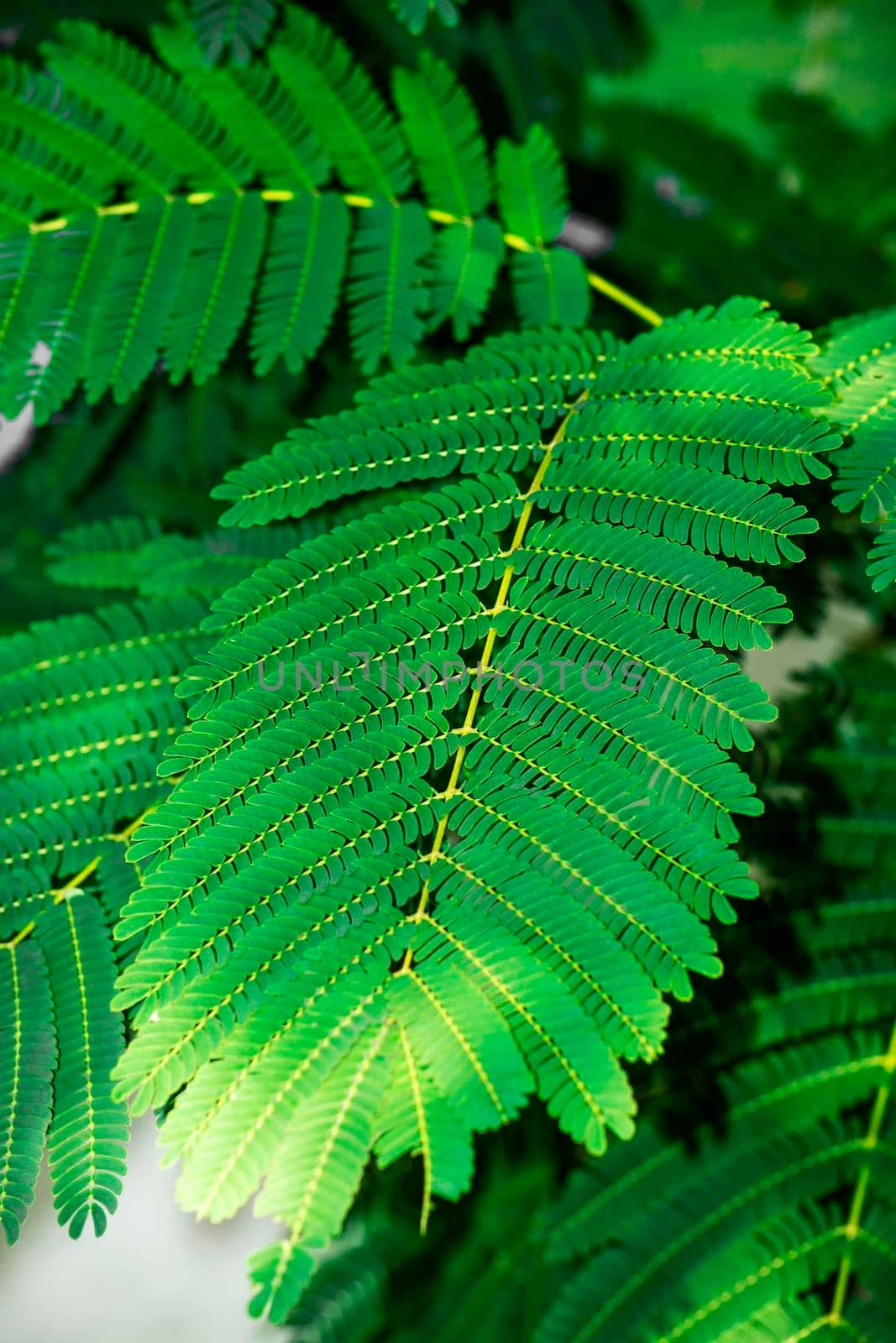 Branches and acacia leaves. A ray of light falls on the leaves. Vertical shot. by Essffes