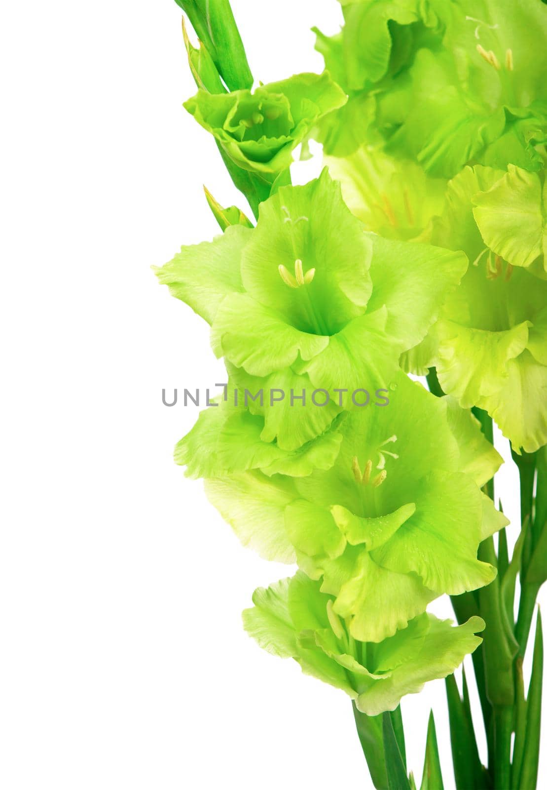 beautiful gladiolus flowers isolated on white background