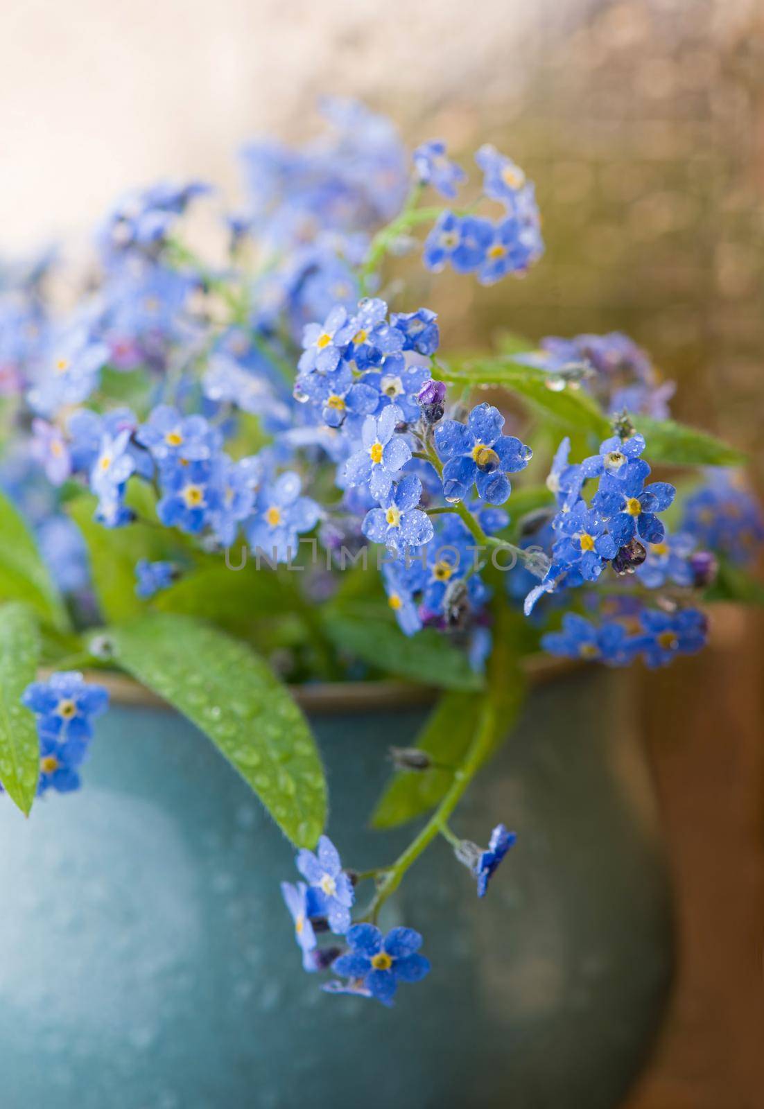 forget-me-not bouquet in glass jars on a wooden table by aprilphoto