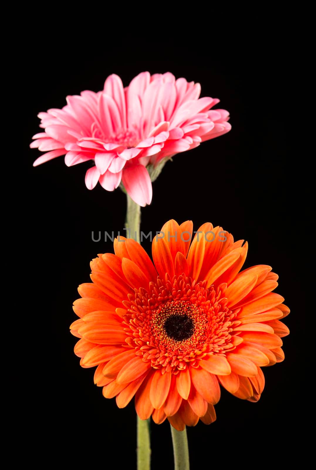 Gerbera orange and pink isolated on black background by aprilphoto