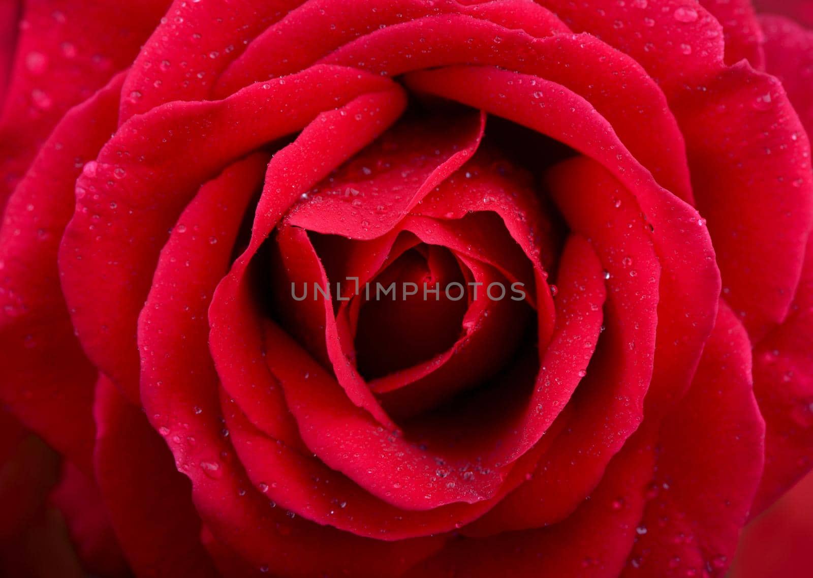 A close up macro shot of a red rose flower