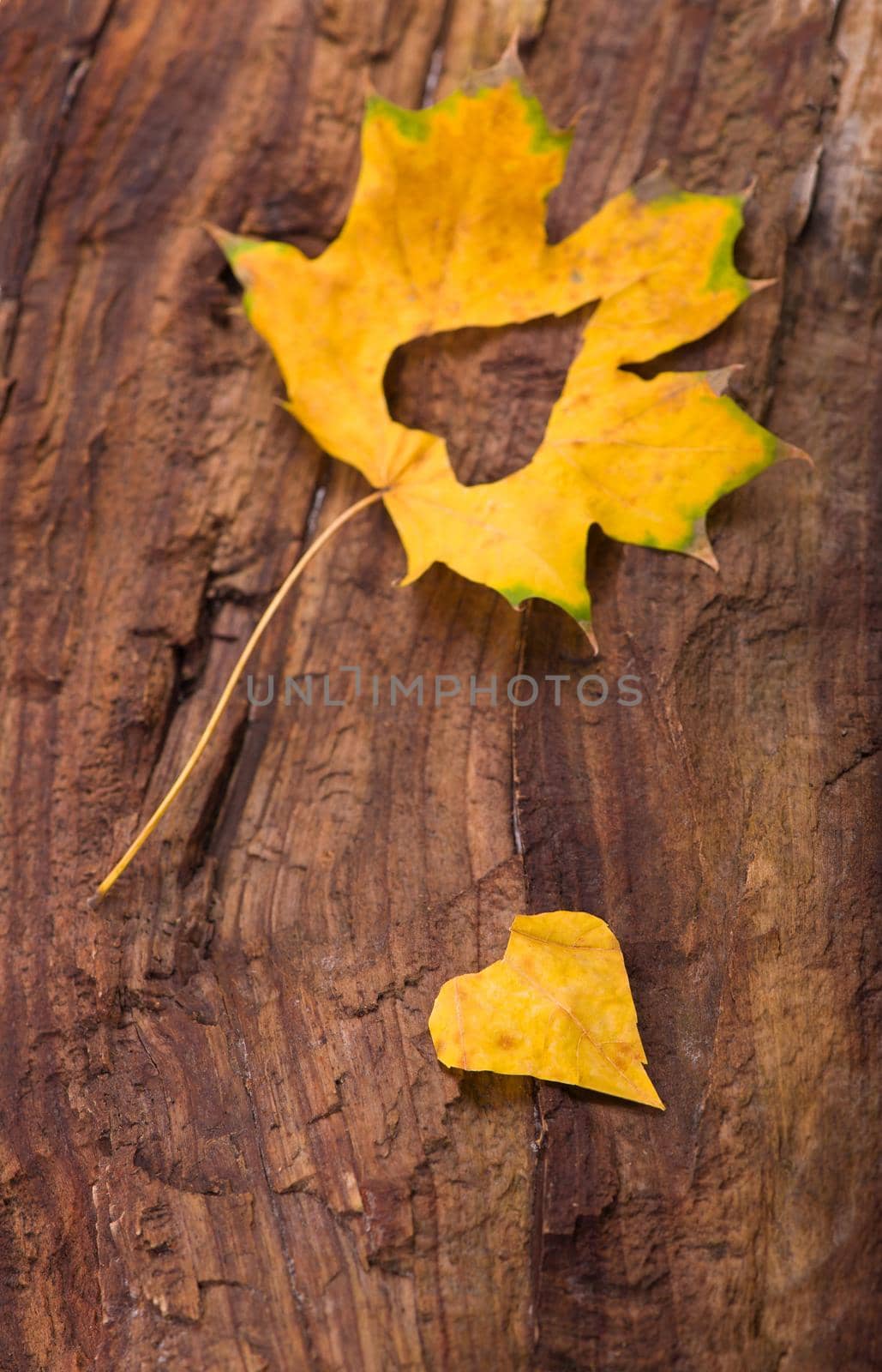 Colorful heart made of autumn leaves on a wooden background.