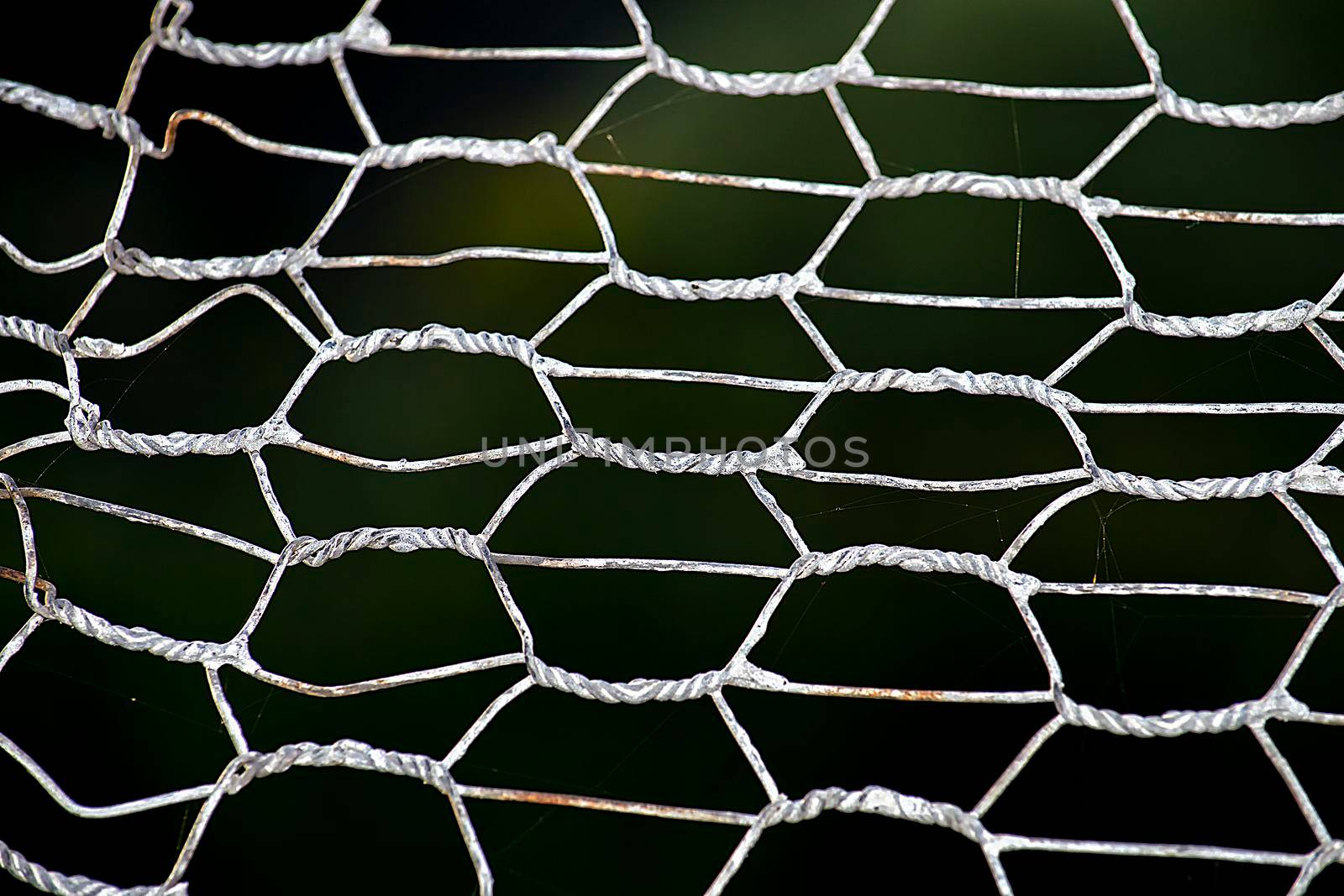 Hexagonal cell. Against a dark background.