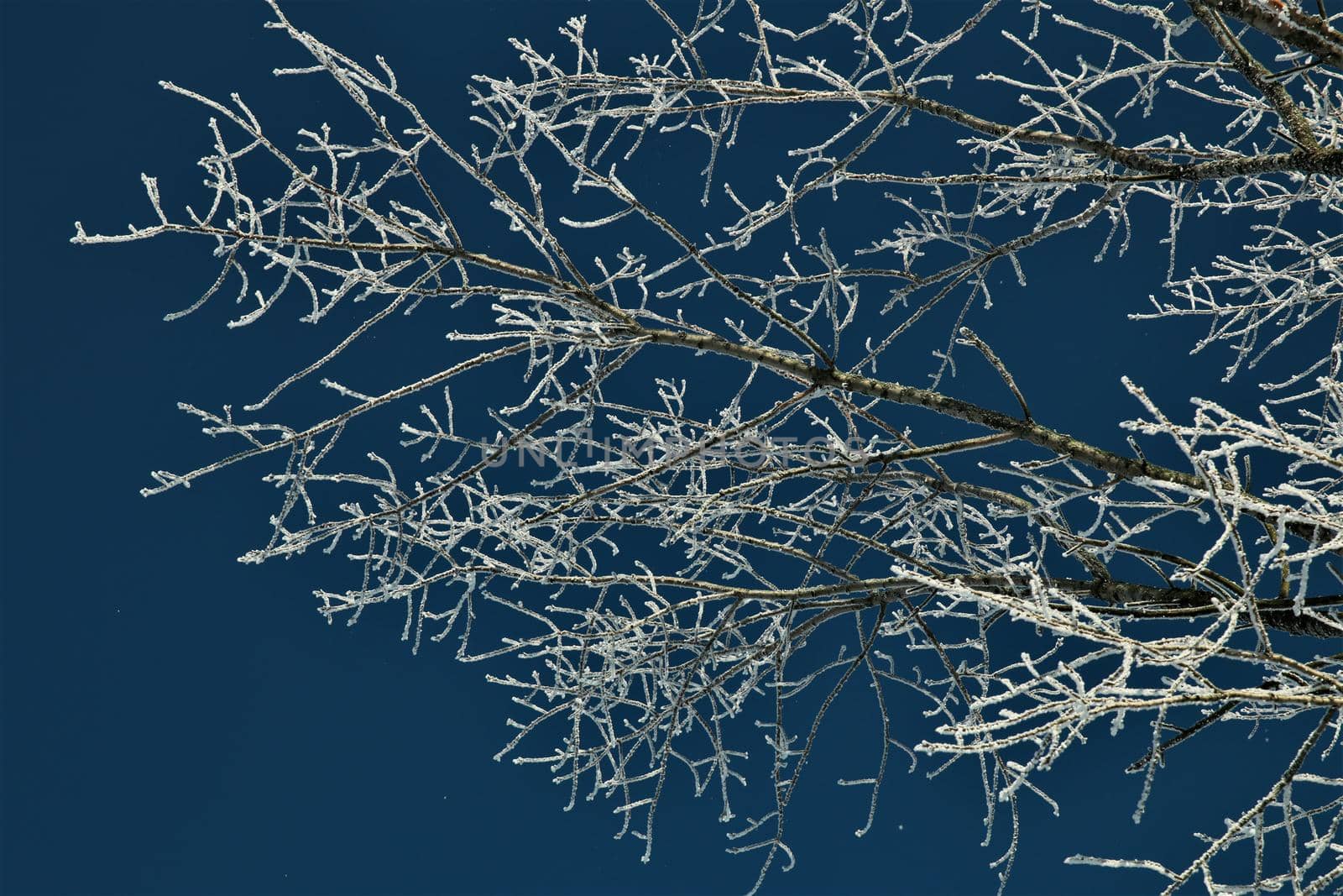 Iced treebranches against a clear blue sky