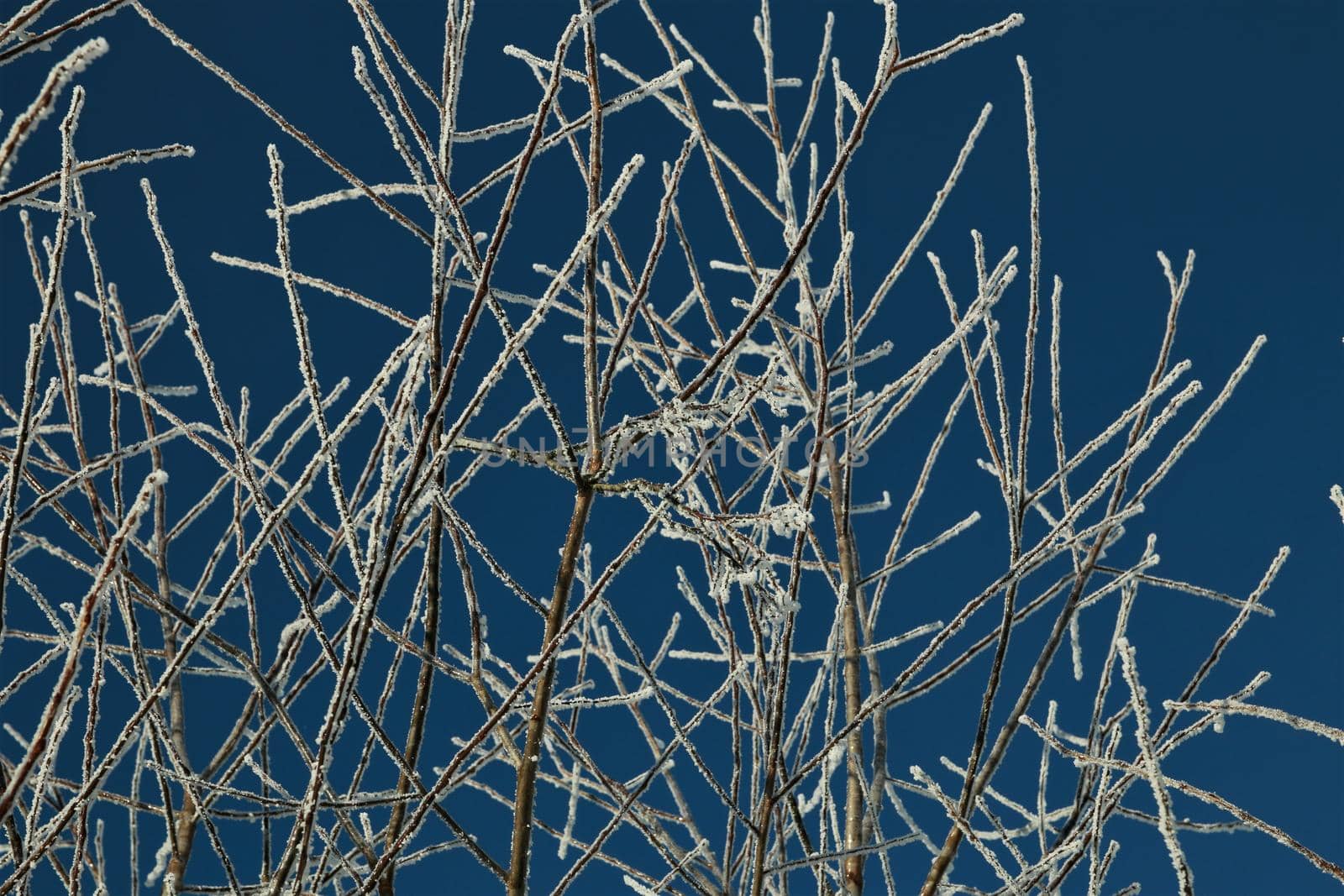 Iced treebranches against a clear blue sky