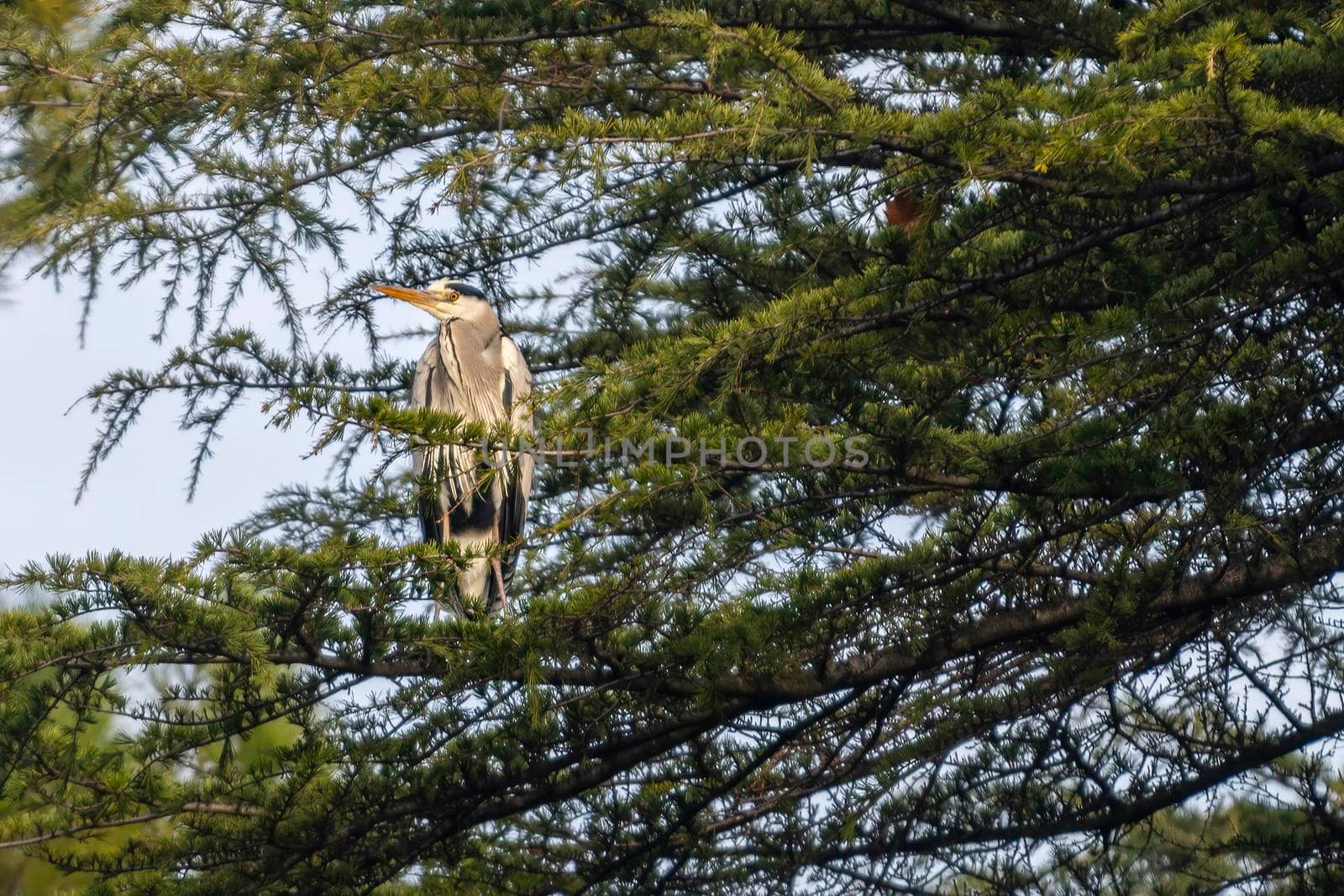gray heron perched on a pine in the cityin winter time