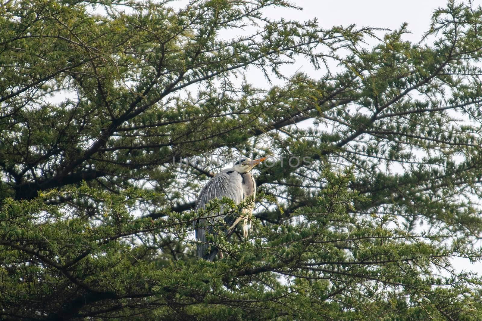 gray heron perched on a pine in the cityin winter time