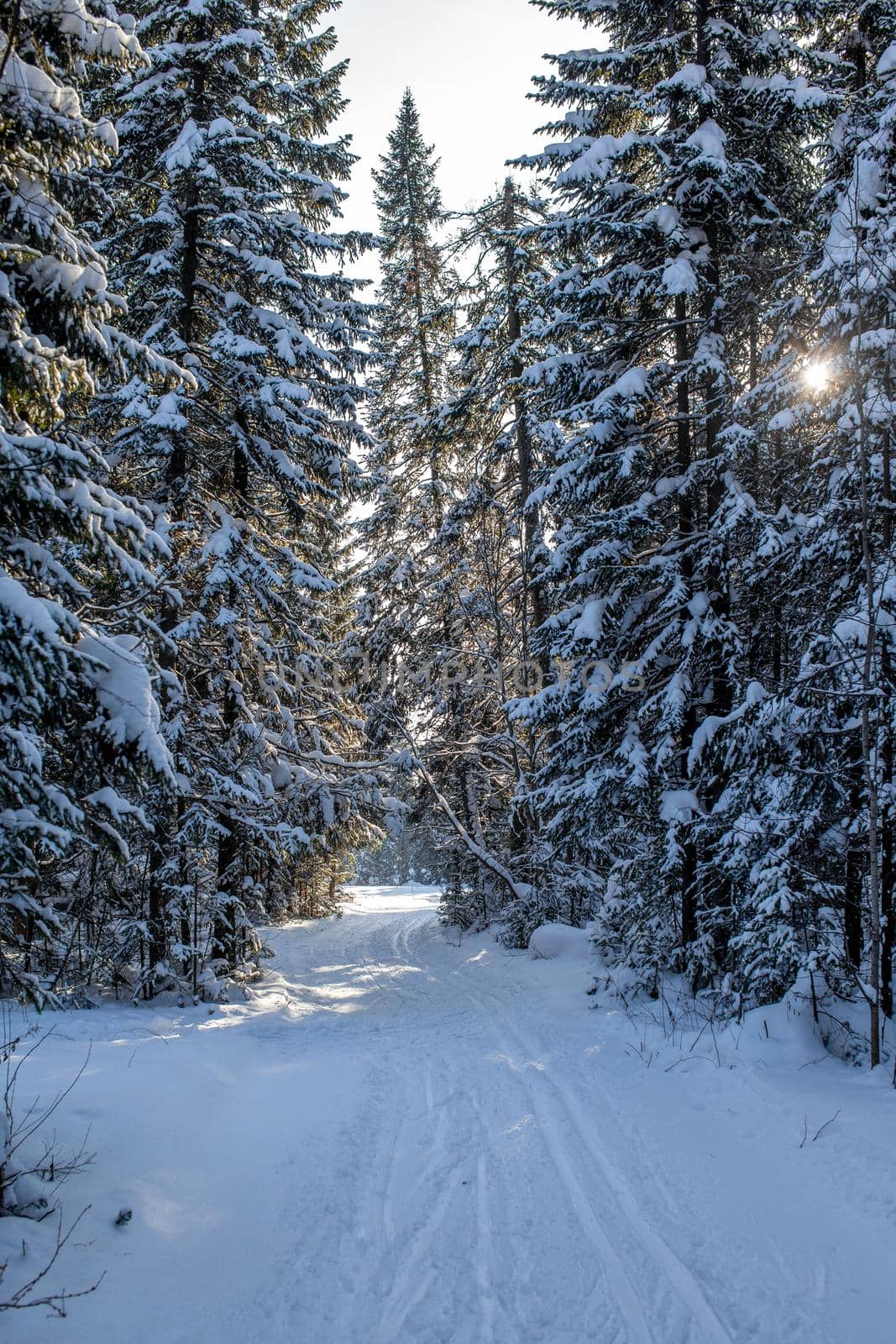 A walk through the winter forest. Snow trees and a cross-country ski trail. Beautiful and unusual roads and forest trails. Beautiful winter landscape.