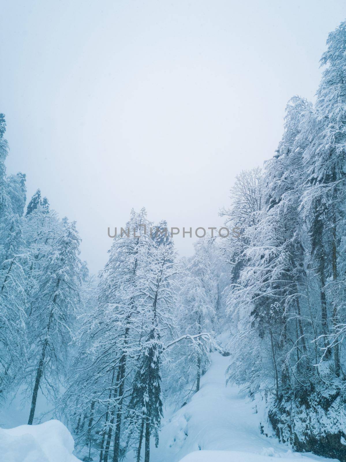 Winter mountain forest in frost by Yellowj