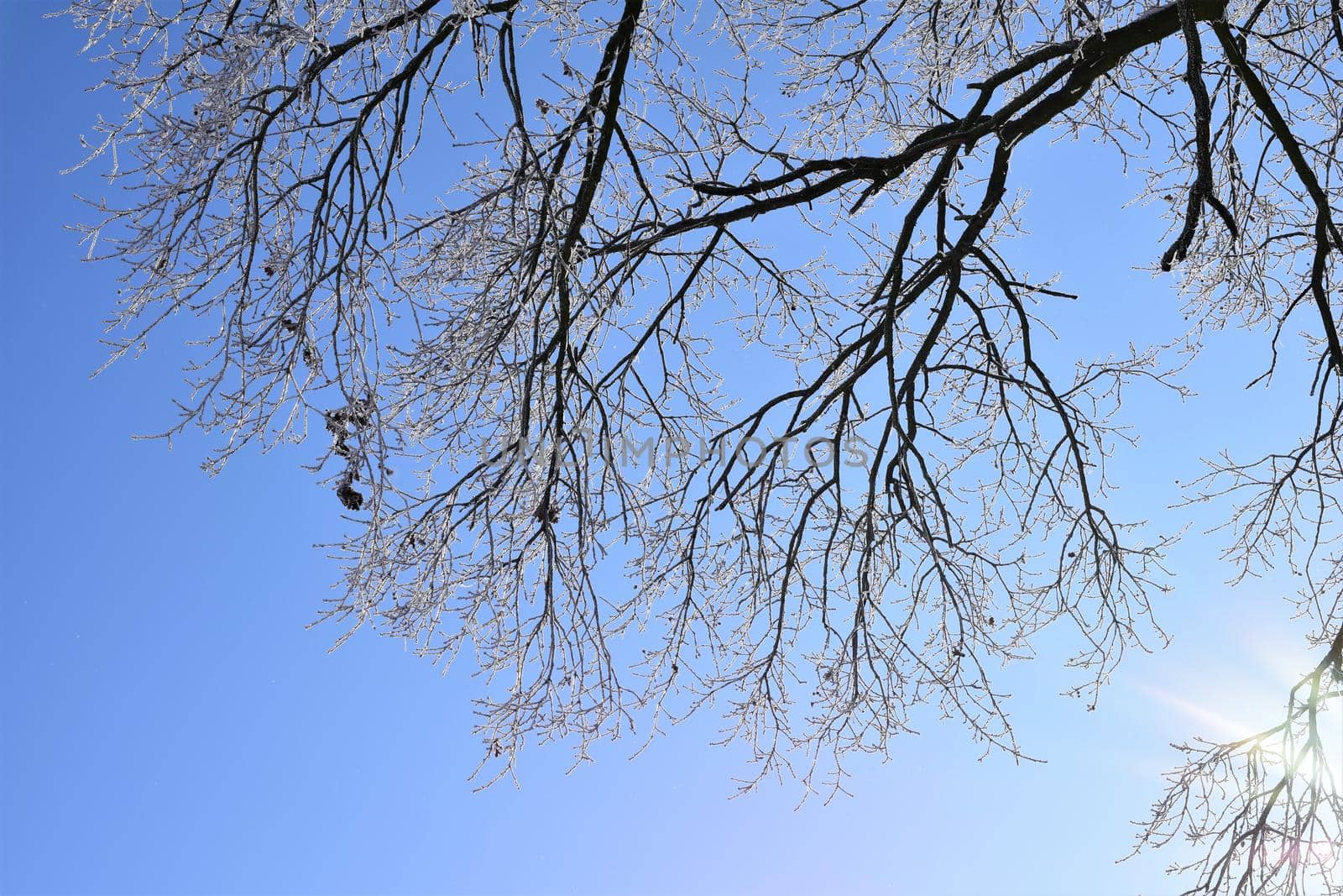 Iced treebranches against a clear blue sky