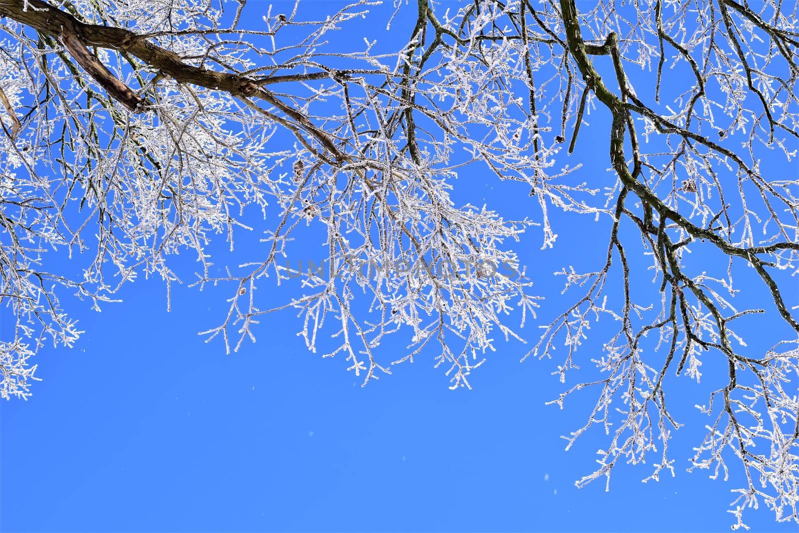 Iced treebranches against a clear blue sky