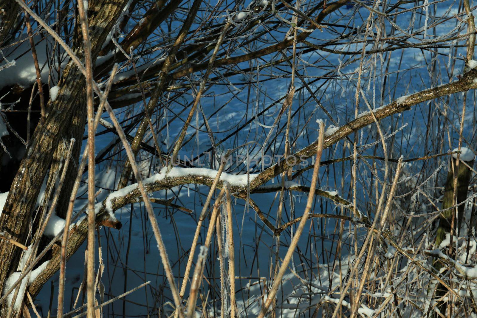 Iced snow covered branches against snow in the sunlight