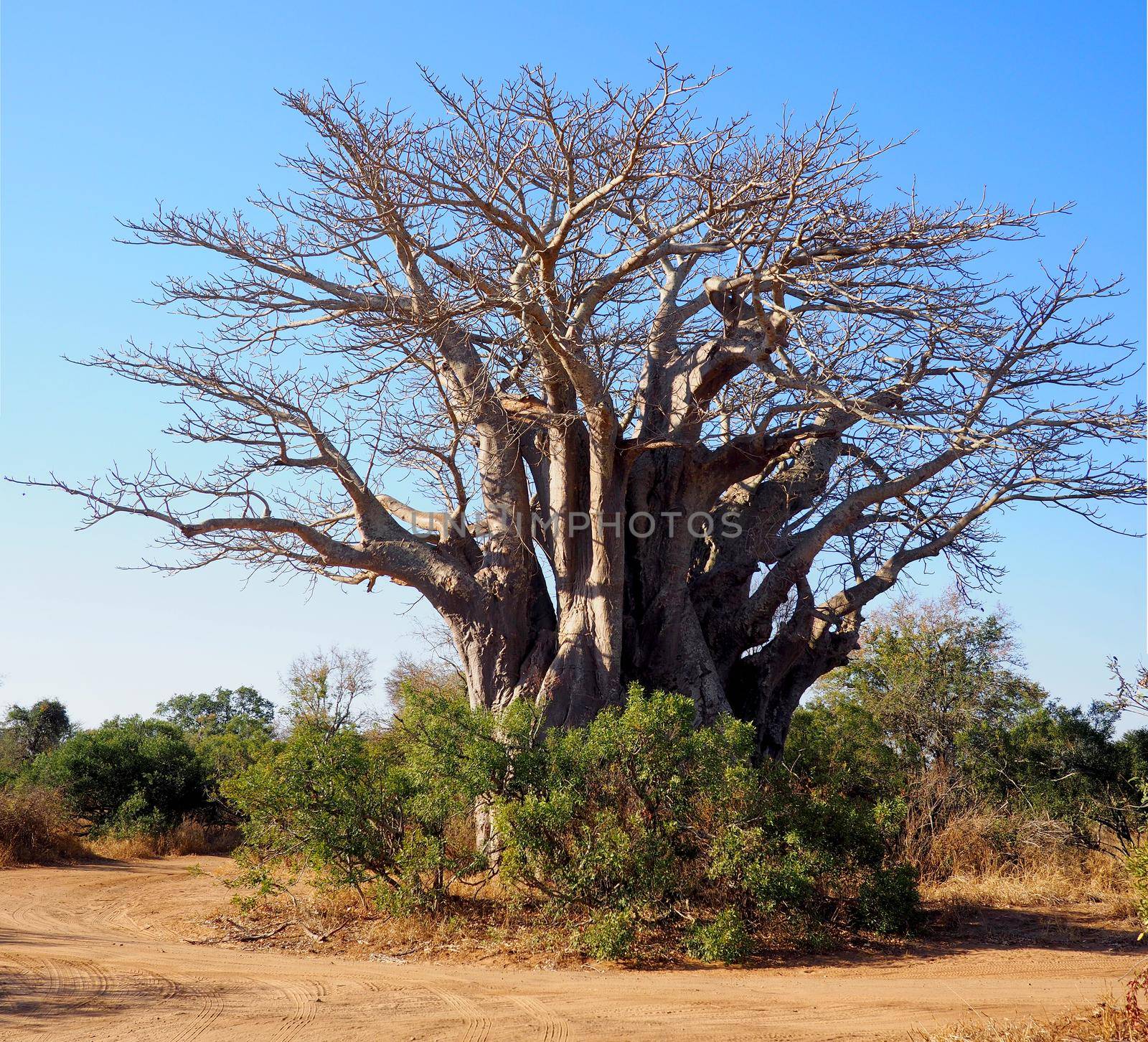 Huge baobab tree in South Africa