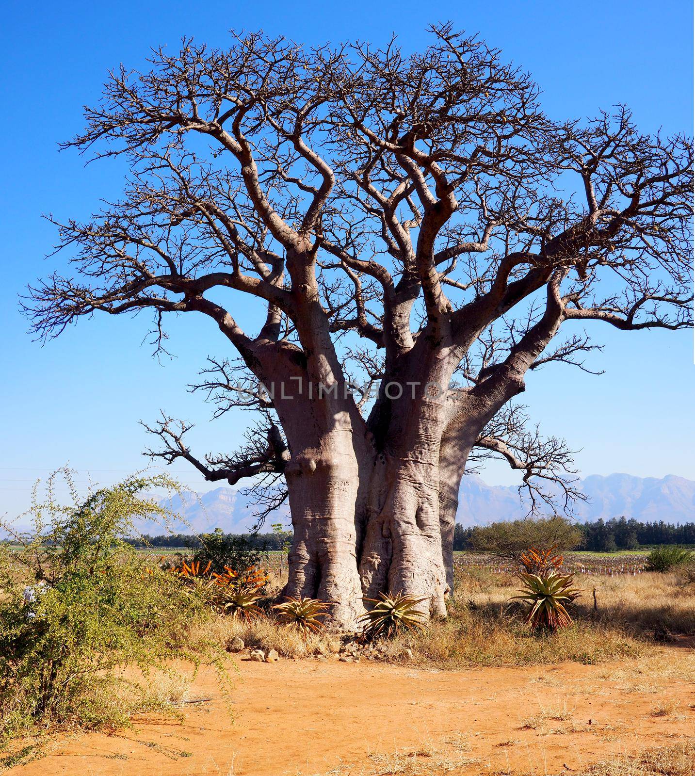 Huge baobab tree in South Africa