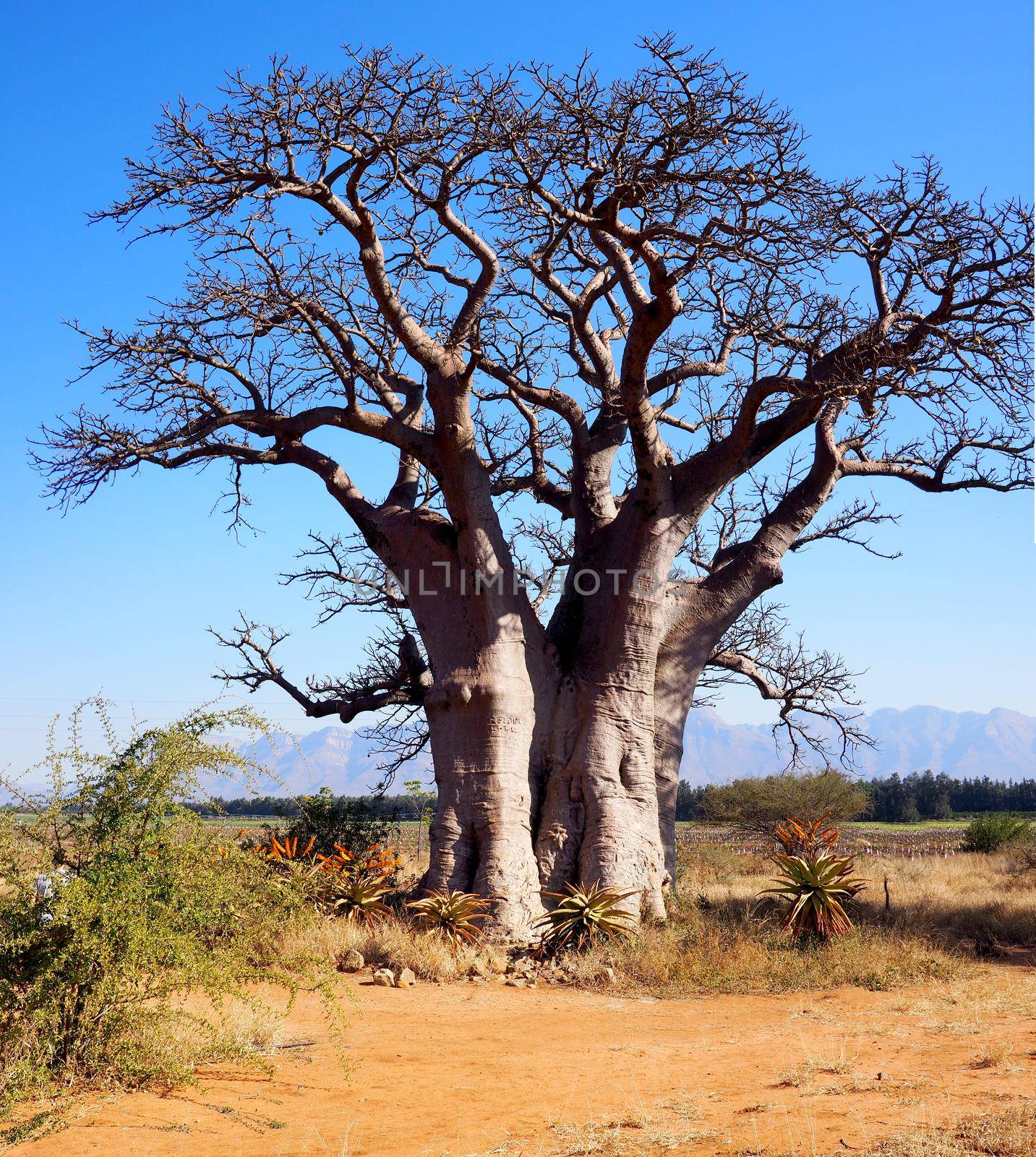 Kruger park in South Africa by fivepointsix